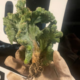 Myrtillocactus Crested