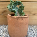 Myrtillocactus Crested