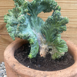 Myrtillocactus Crested