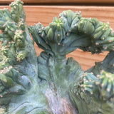 Myrtillocactus Crested