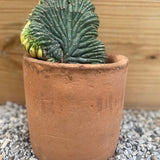 Variegated Crested Cactus