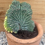 Variegated Crested Cactus