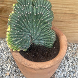 Variegated Crested Cactus