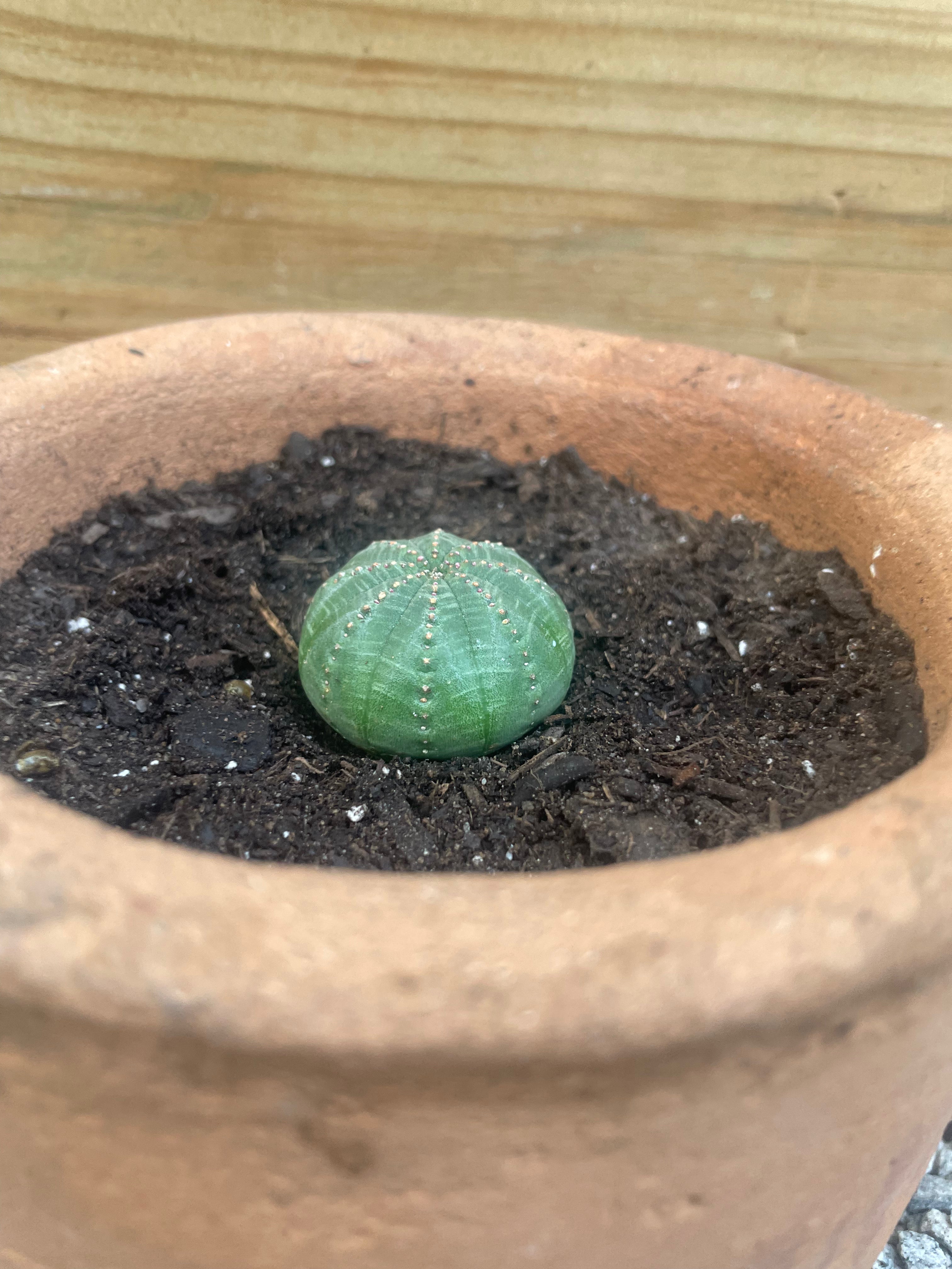 Euphorbia Button cactus Varnish + Vine