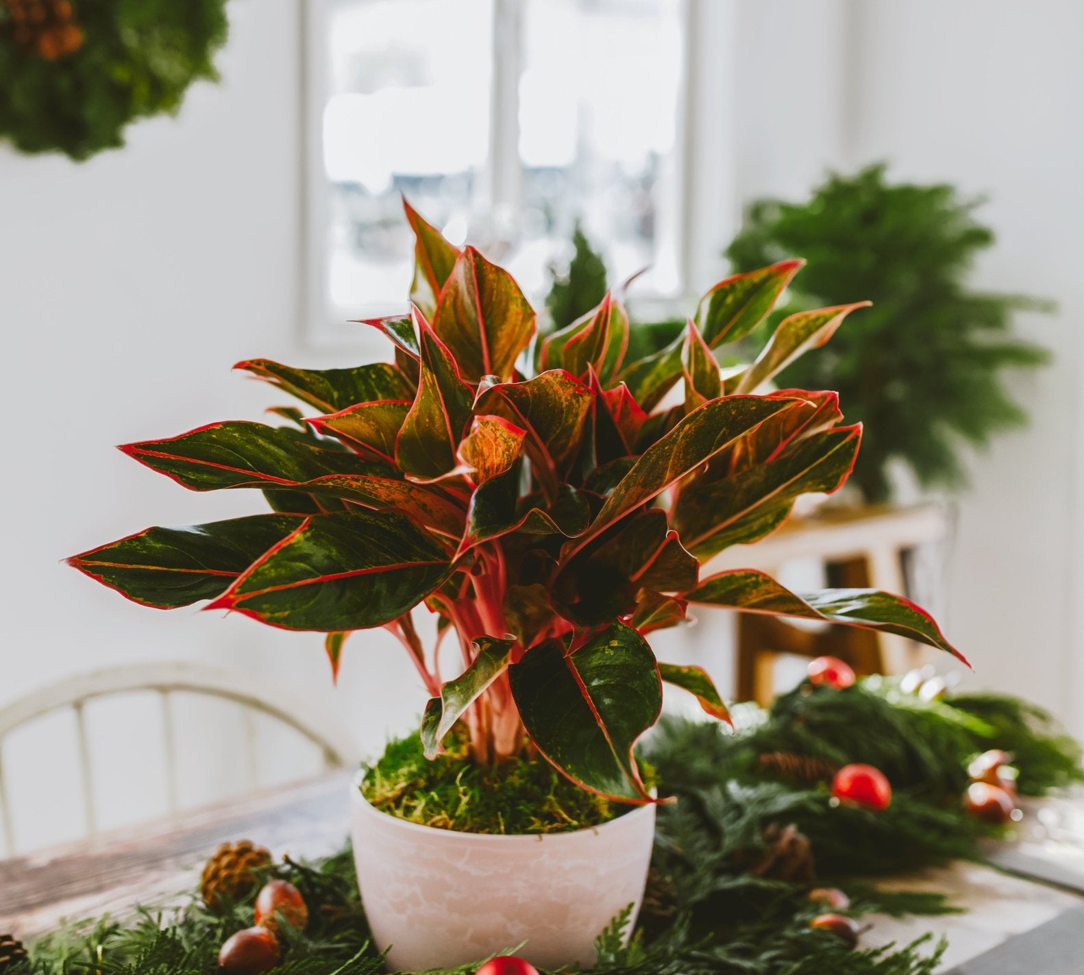 Aglaonema Red Siam - Indoor Plants - PL_ARS_6IN1 - Varnish + Vine - 2