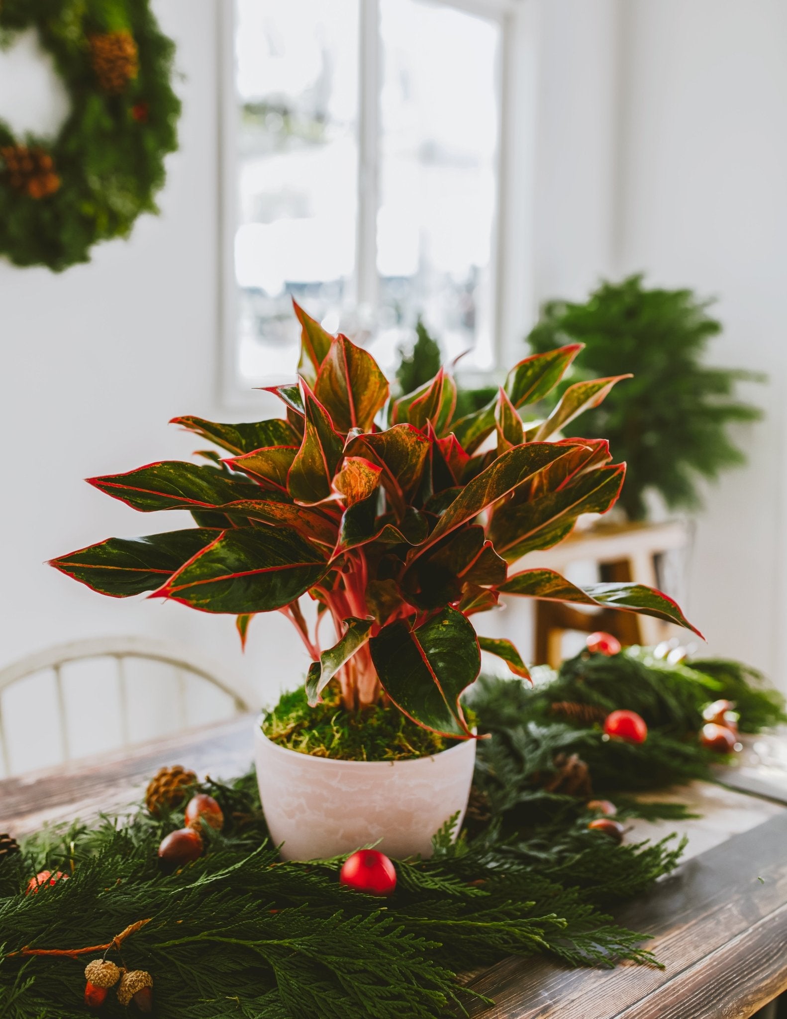 Aglaonema Red Siam - Indoor Plants - PL_ARS_6IN1 - Varnish + Vine - 2