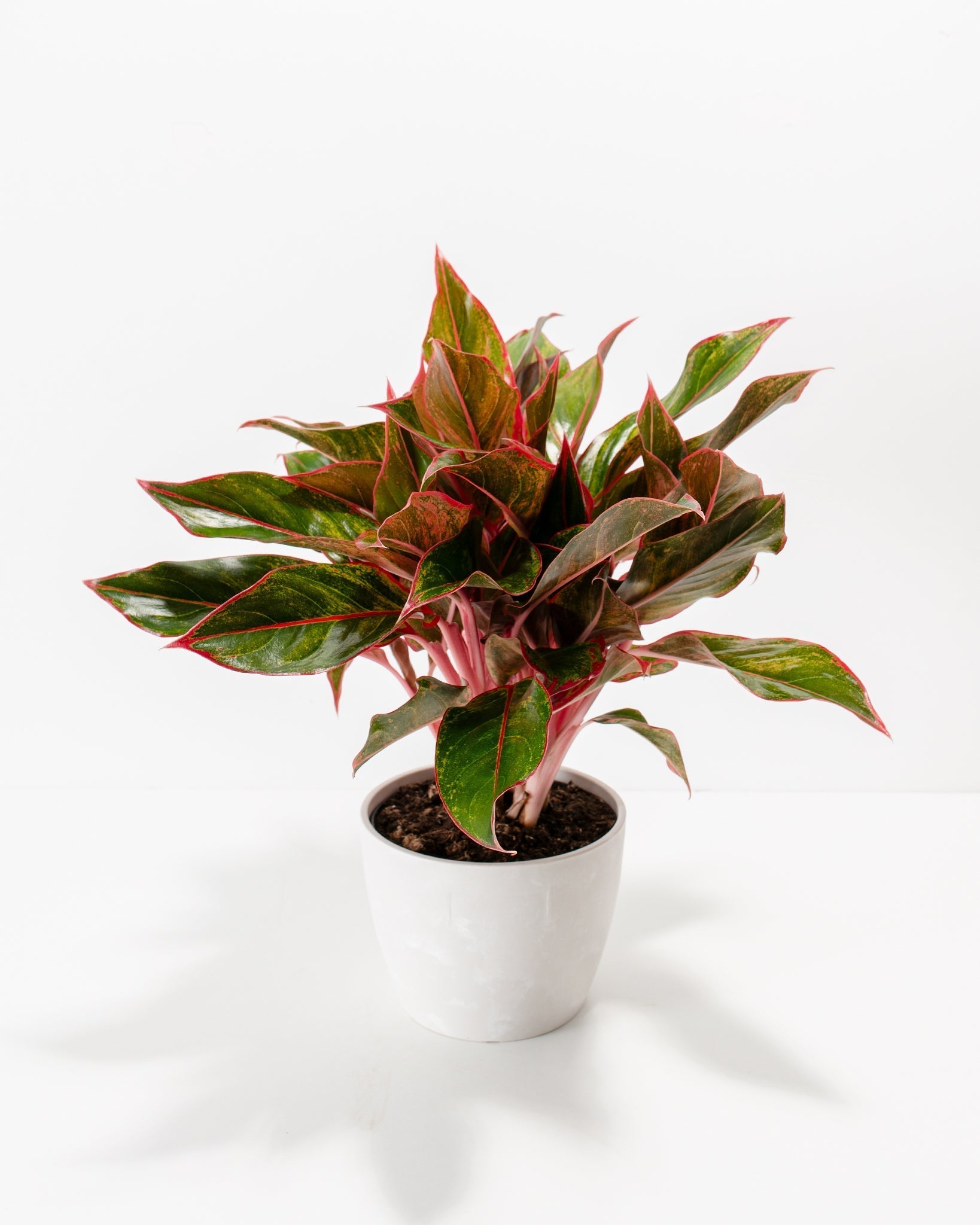 Aglaonema Red Siam - Indoor Plants - PB_ARS_BAS_LI_6IN1 - Varnish + Vine - 7