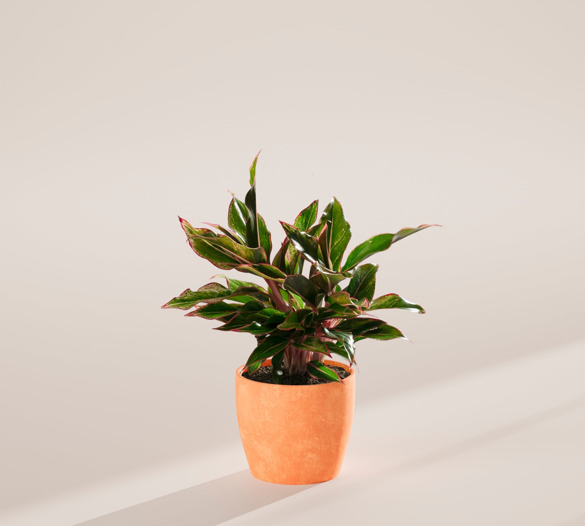 Aglaonema Red Siam - Indoor Plants - PB_ARS_ECO_CH_6IN1 - Varnish + Vine - 13