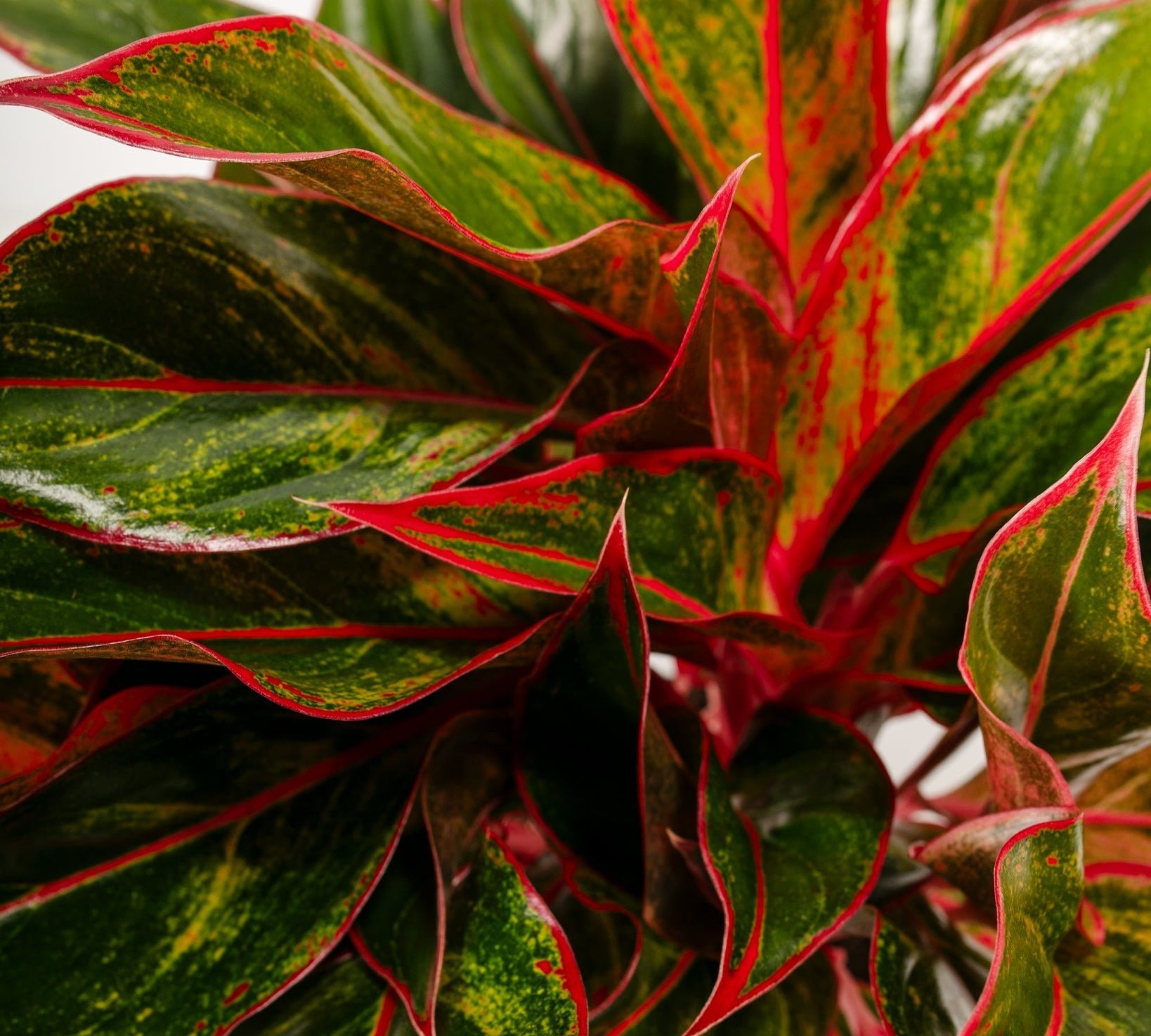 Aglaonema Red Siam - Indoor Plants - PL_ARS_6IN1 - Varnish + Vine - 1