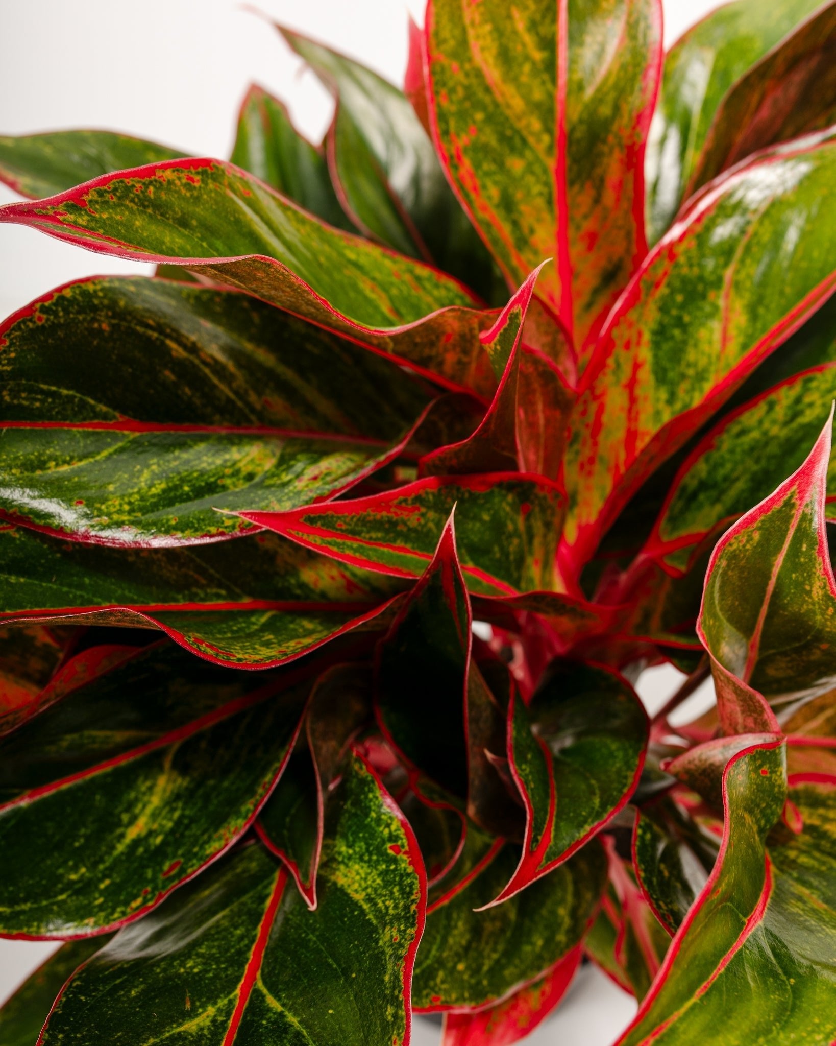 Aglaonema Red Siam - Indoor Plants - PL_ARS_6IN1 - Varnish + Vine - 1