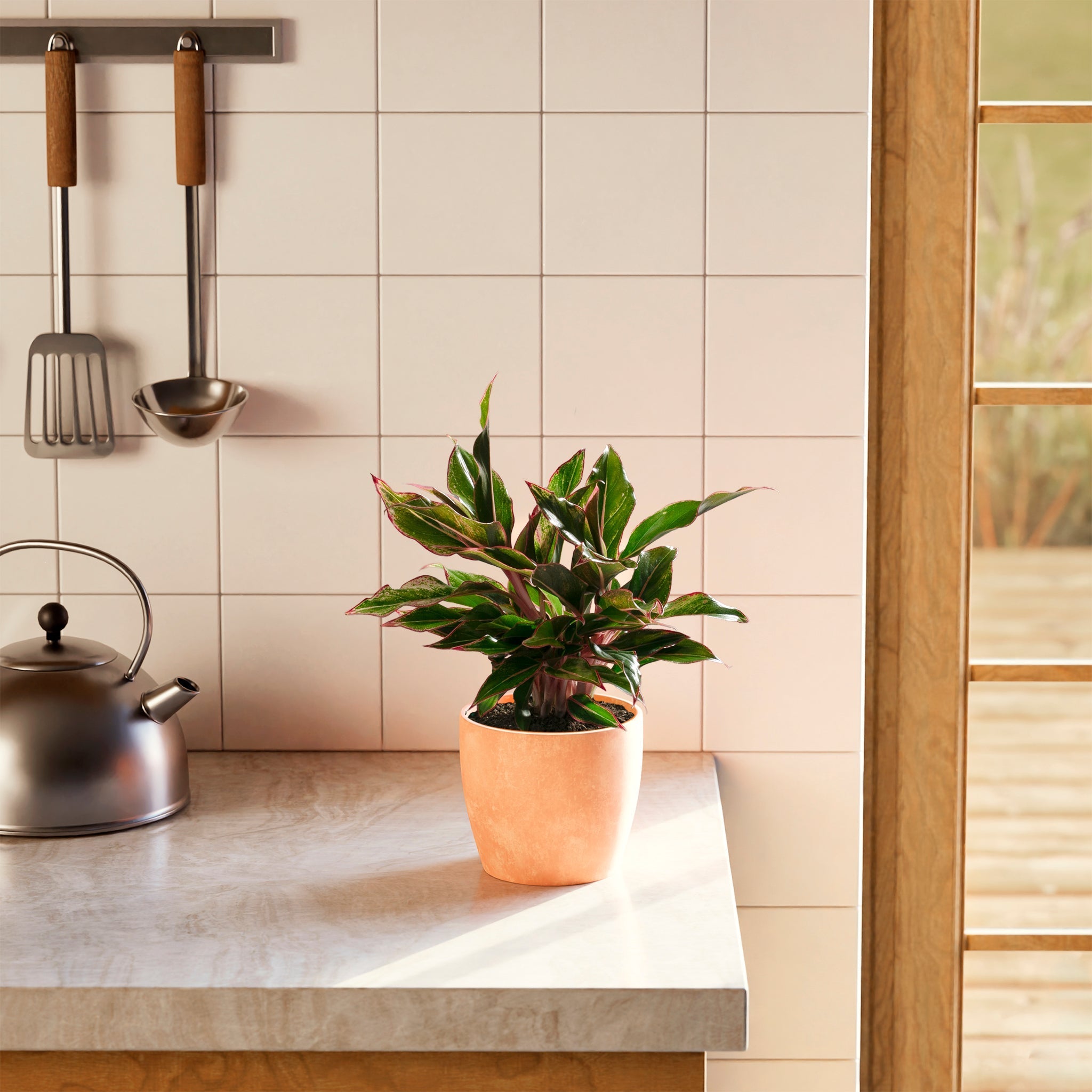 Aglaonema Red Siam - Indoor Plants - PB_ARS_BAS_LI_6IN1 - Varnish + Vine - 11