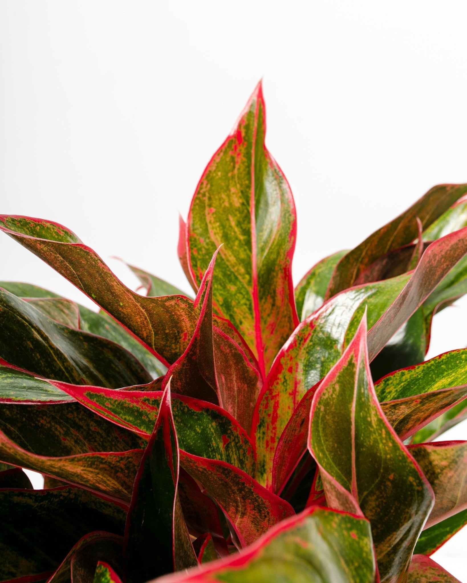 Aglaonema Red Siam - Indoor Plants - PB_ARS_BAS_LI_6IN1 - Varnish + Vine - 5