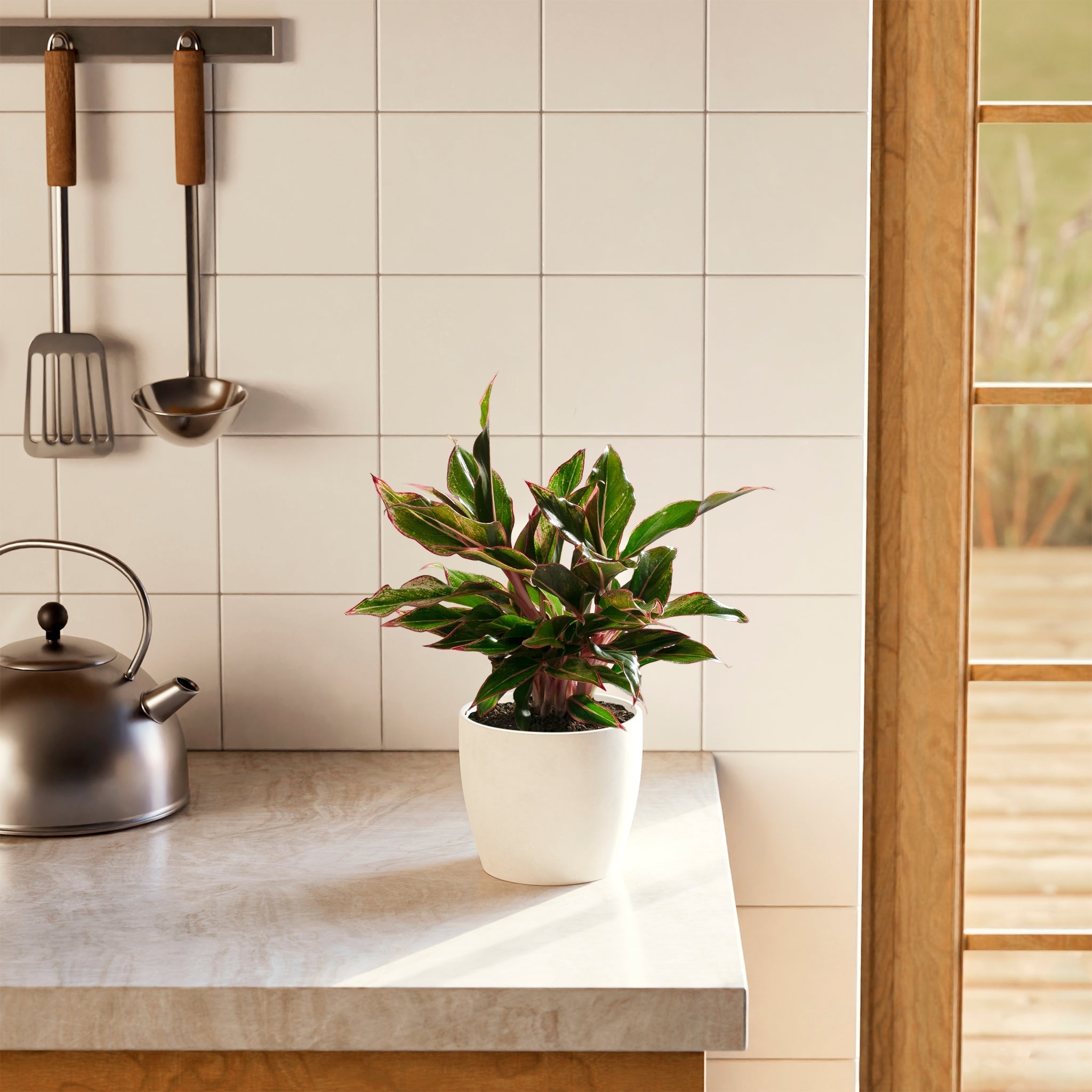 Aglaonema Red Siam - Indoor Plants - PB_ARS_ECO_CH_6IN1 - Varnish + Vine - 14