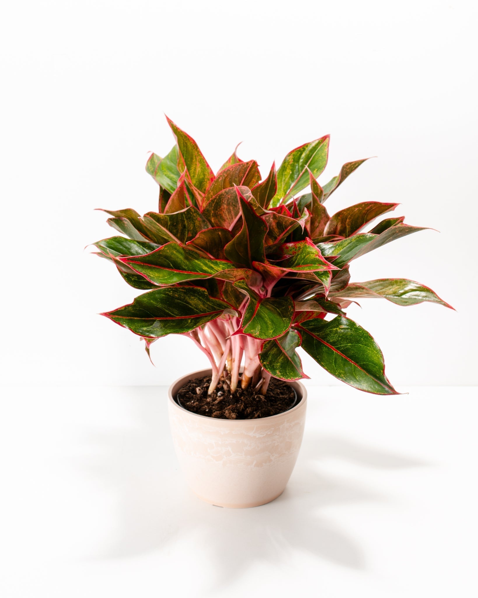 Aglaonema Red Siam - Indoor Plants - PB_ARS_BAS_LI_6IN1 - Varnish + Vine - 10