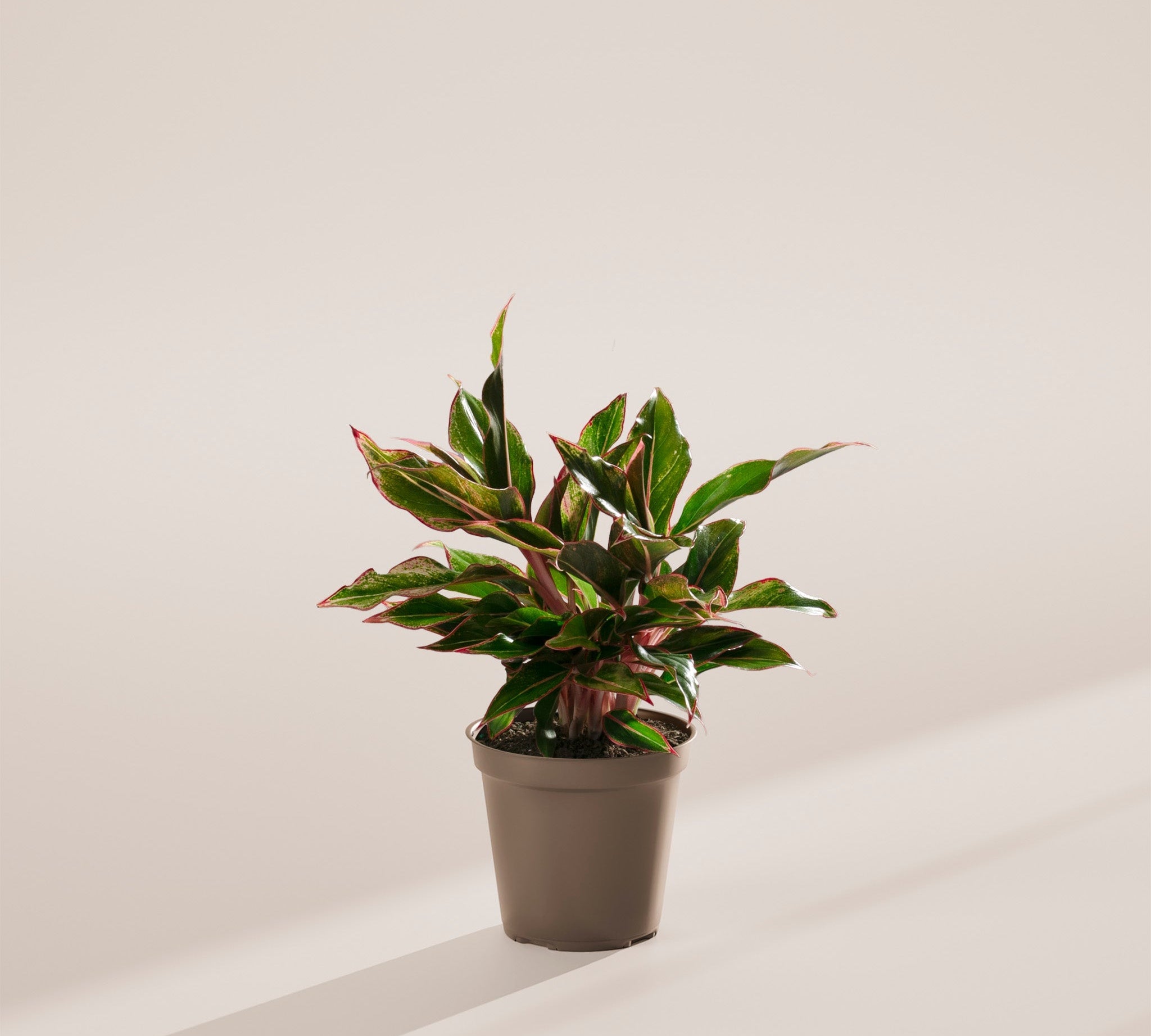 Aglaonema Red Siam - Indoor Plants - PL_ARS_6IN1 - Varnish + Vine - 23