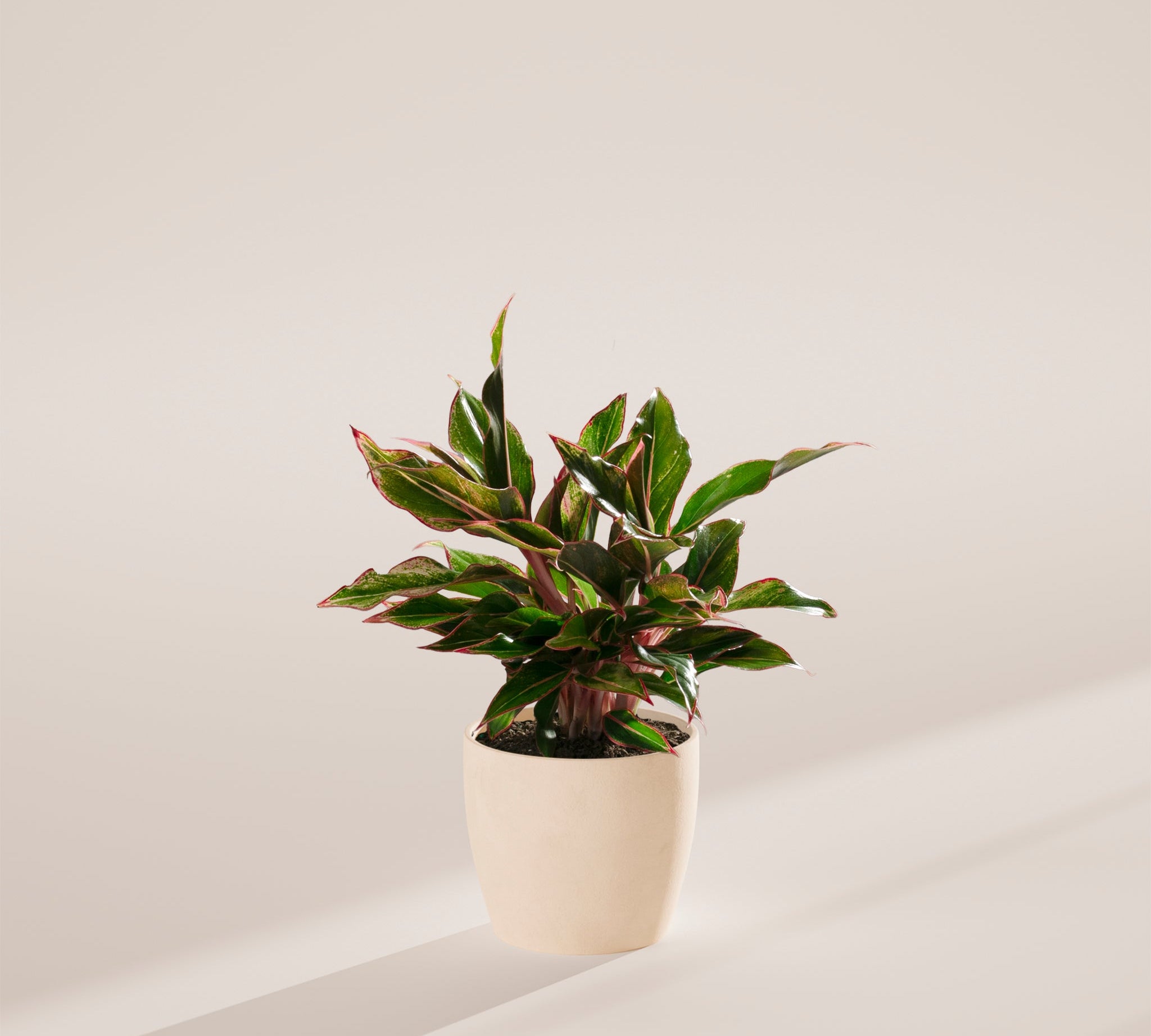 Aglaonema Red Siam - Indoor Plants - PB_ARS_ECO_CO_6IN1 - Varnish + Vine - 16