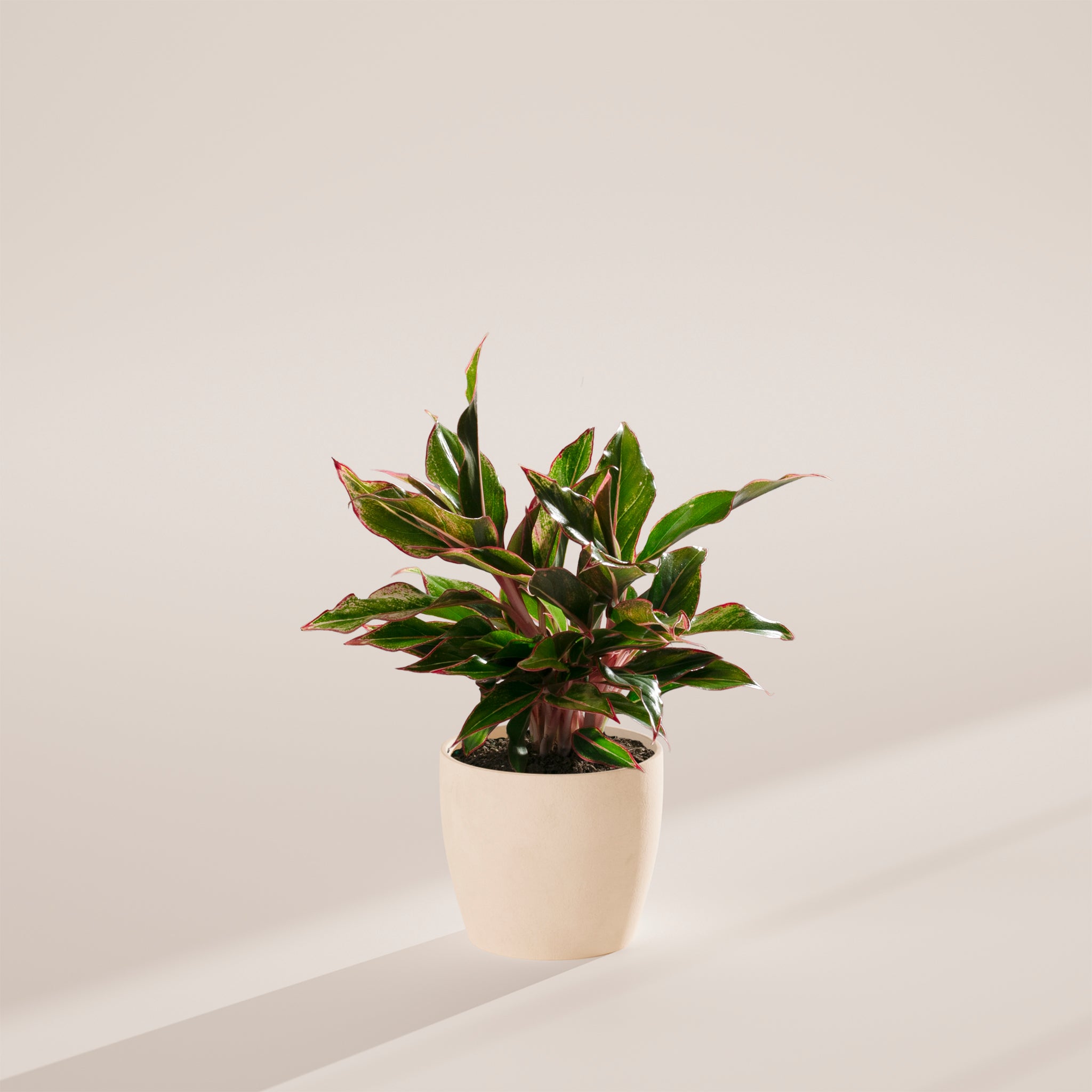 Aglaonema Red Siam - Indoor Plants - PB_ARS_ECO_CO_6IN1 - Varnish + Vine - 16