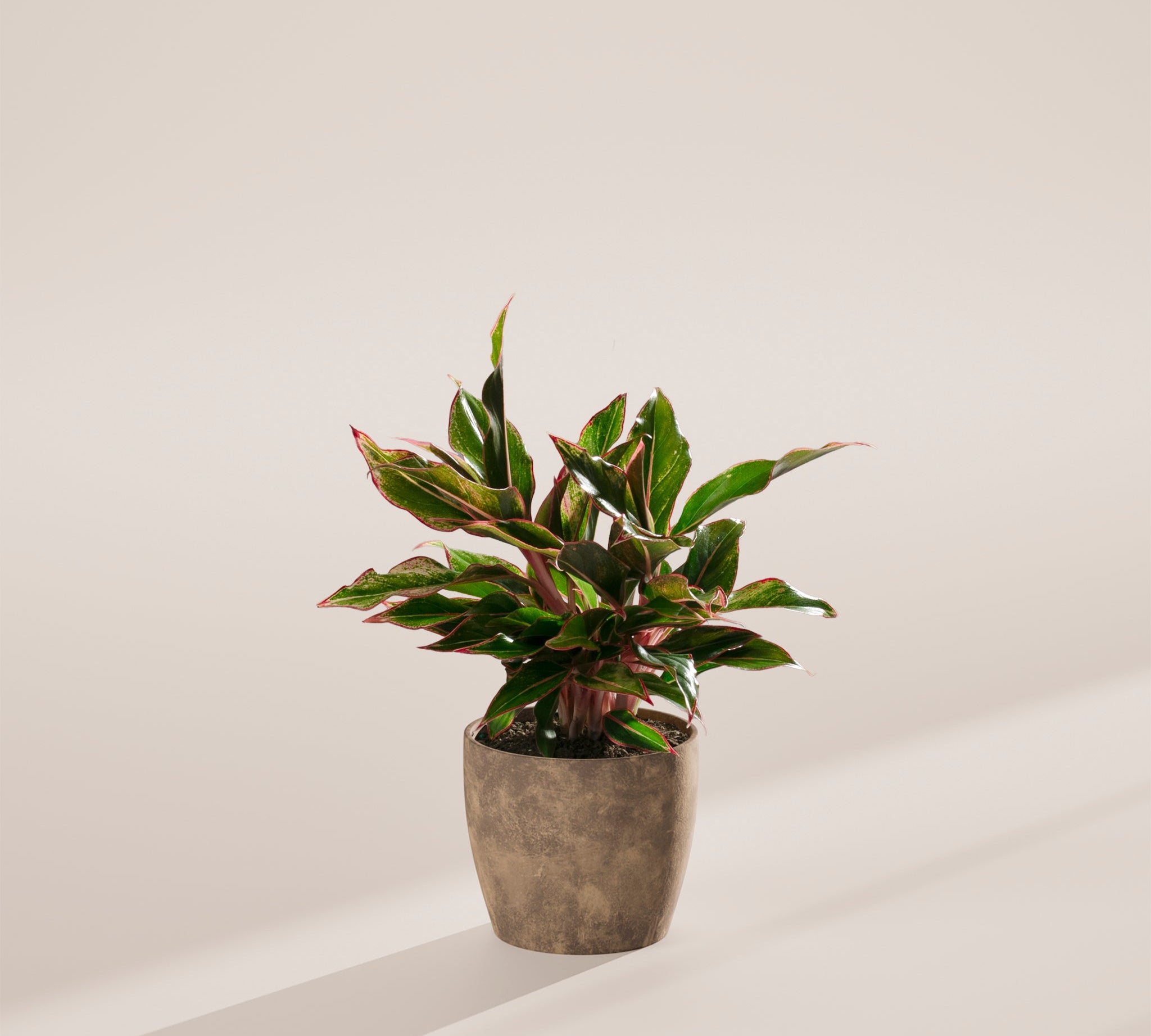 Aglaonema Red Siam - Indoor Plants - PB_ARS_ECO_EG_6IN1 - Varnish + Vine - 19