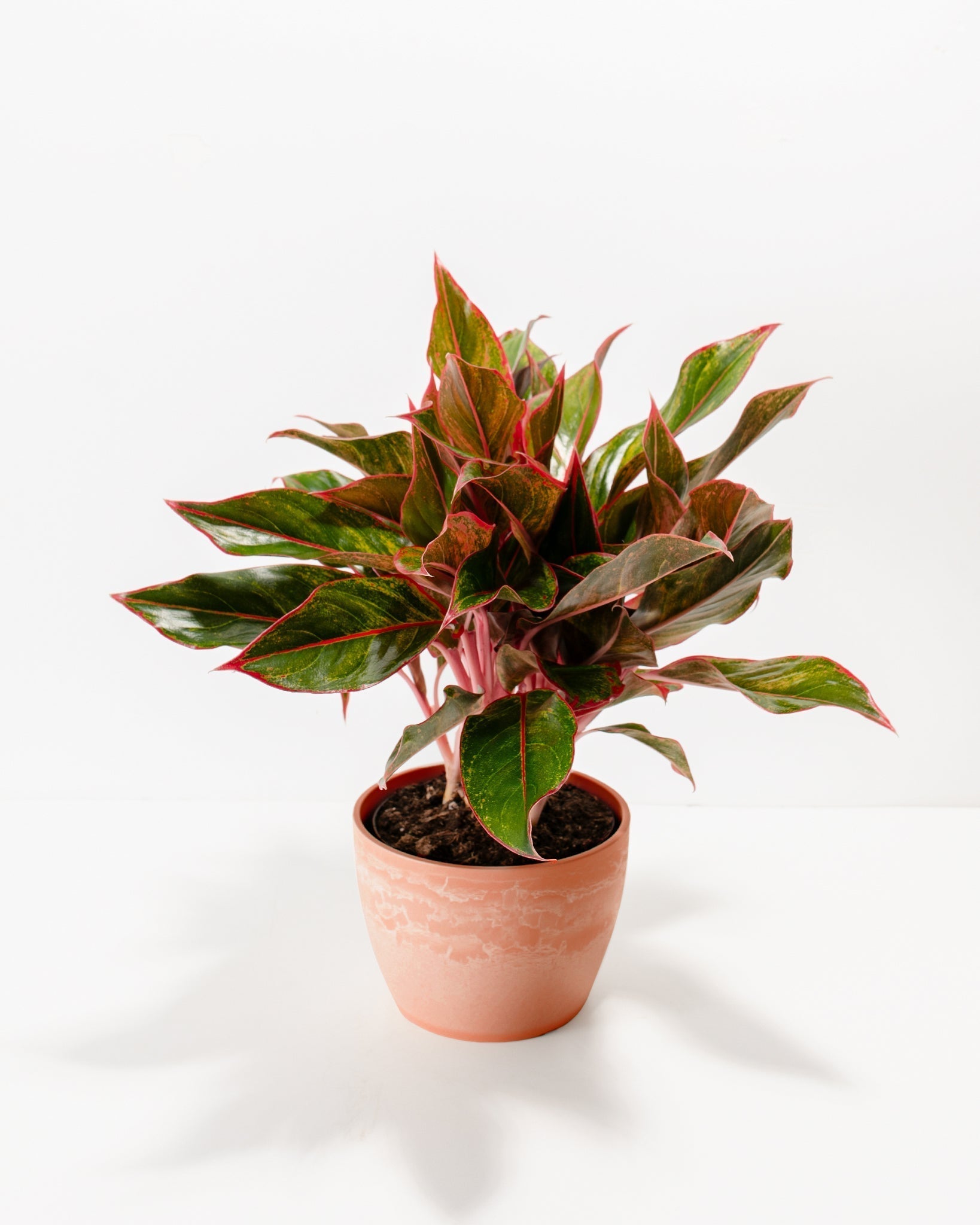 Aglaonema Red Siam - Indoor Plants - PB_ARS_BAS_LI_6IN1 - Varnish + Vine - 9