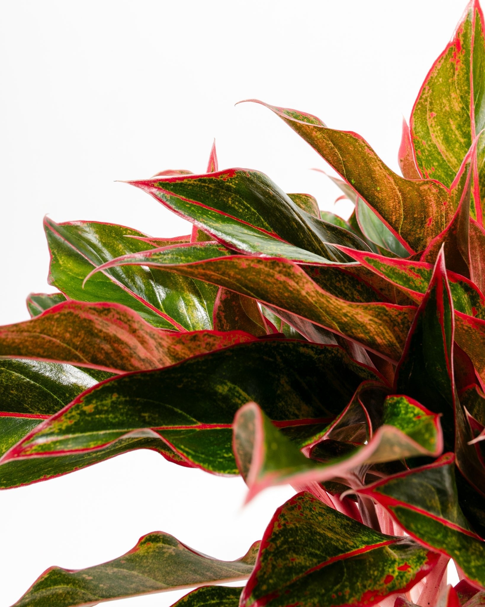 Aglaonema Red Siam - Indoor Plants - PB_ARS_BAS_LI_6IN1 - Varnish + Vine - 6