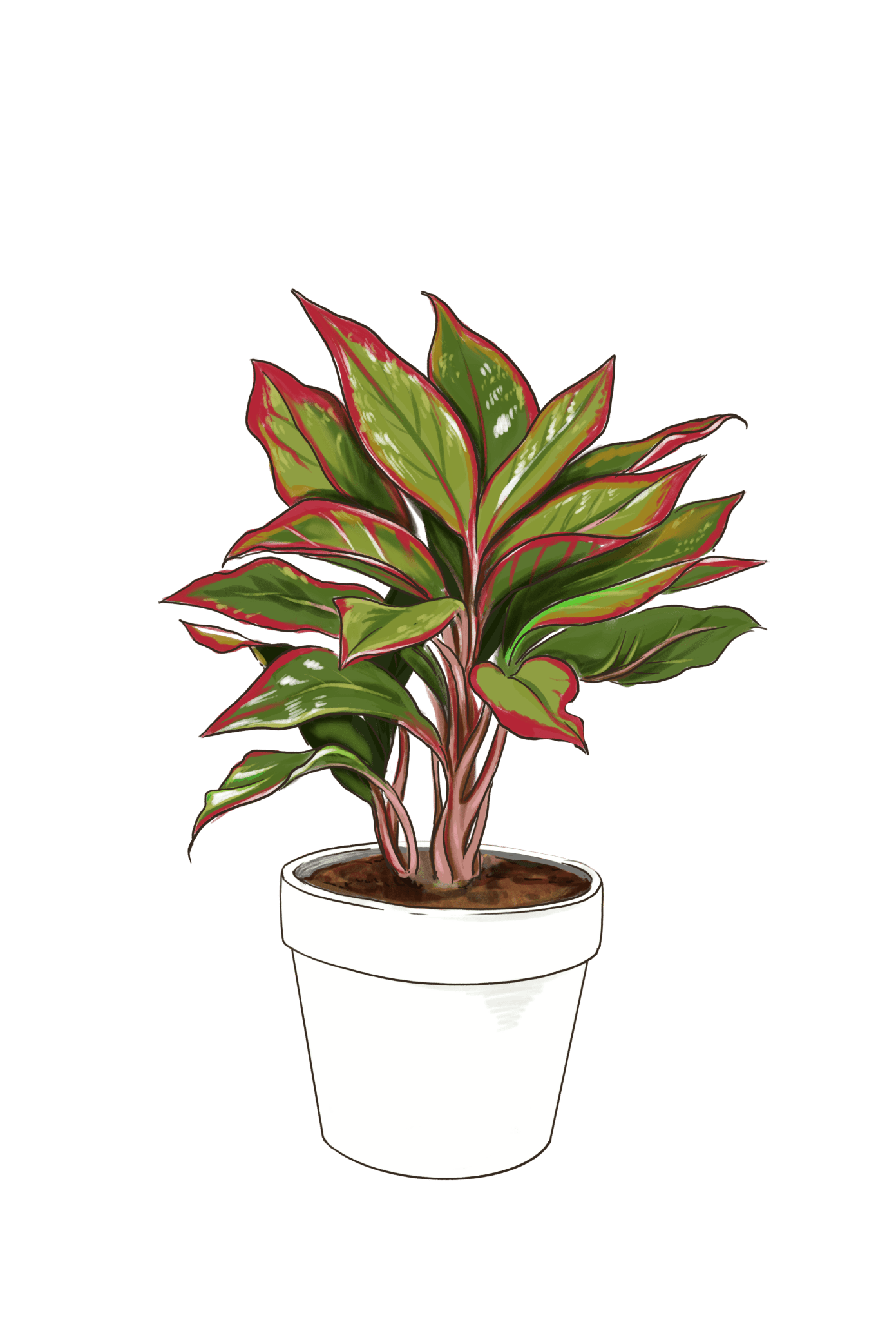 Aglaonema Red Siam - Indoor Plants - PL_ARS_6IN1 - Varnish + Vine - 3