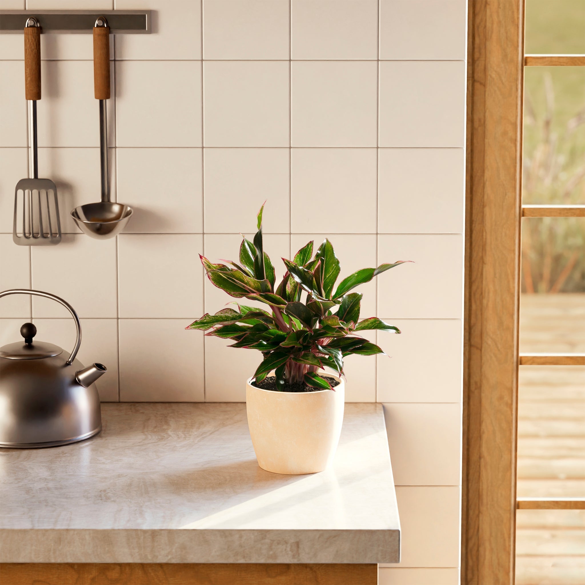 Aglaonema Red Siam - Indoor Plants - PB_ARS_ECO_EG_6IN1 - Varnish + Vine - 20