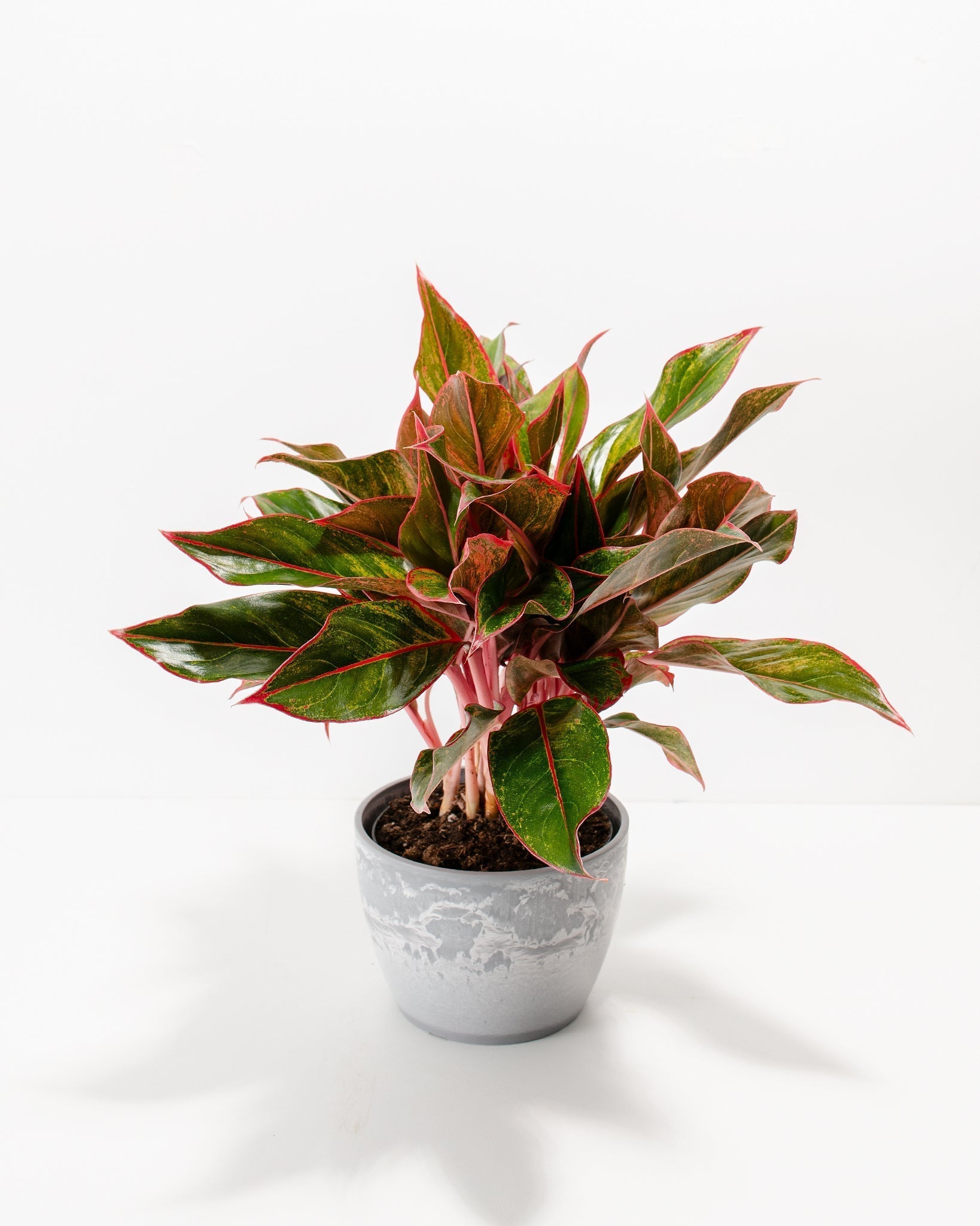 Aglaonema Red Siam - Indoor Plants - PB_ARS_BAS_LI_6IN1 - Varnish + Vine - 8