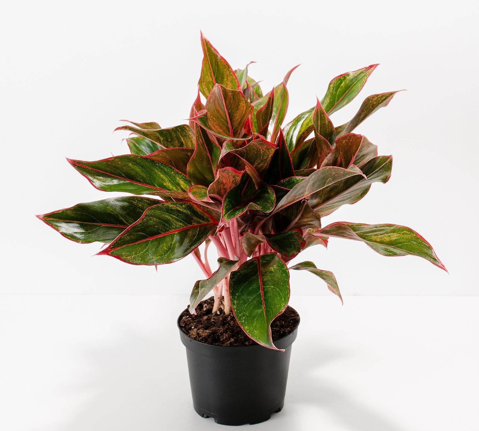 Aglaonema Red Siam - Indoor Plants - PB_ARS_BAS_LI_6IN1 - Varnish + Vine - 4