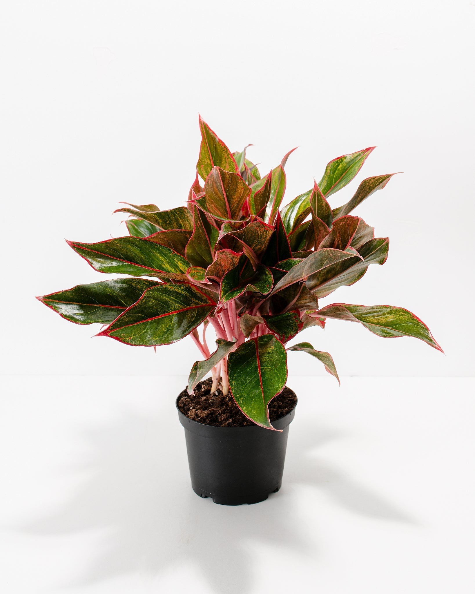 Aglaonema Red Siam - Indoor Plants - PB_ARS_BAS_LI_6IN1 - Varnish + Vine - 4