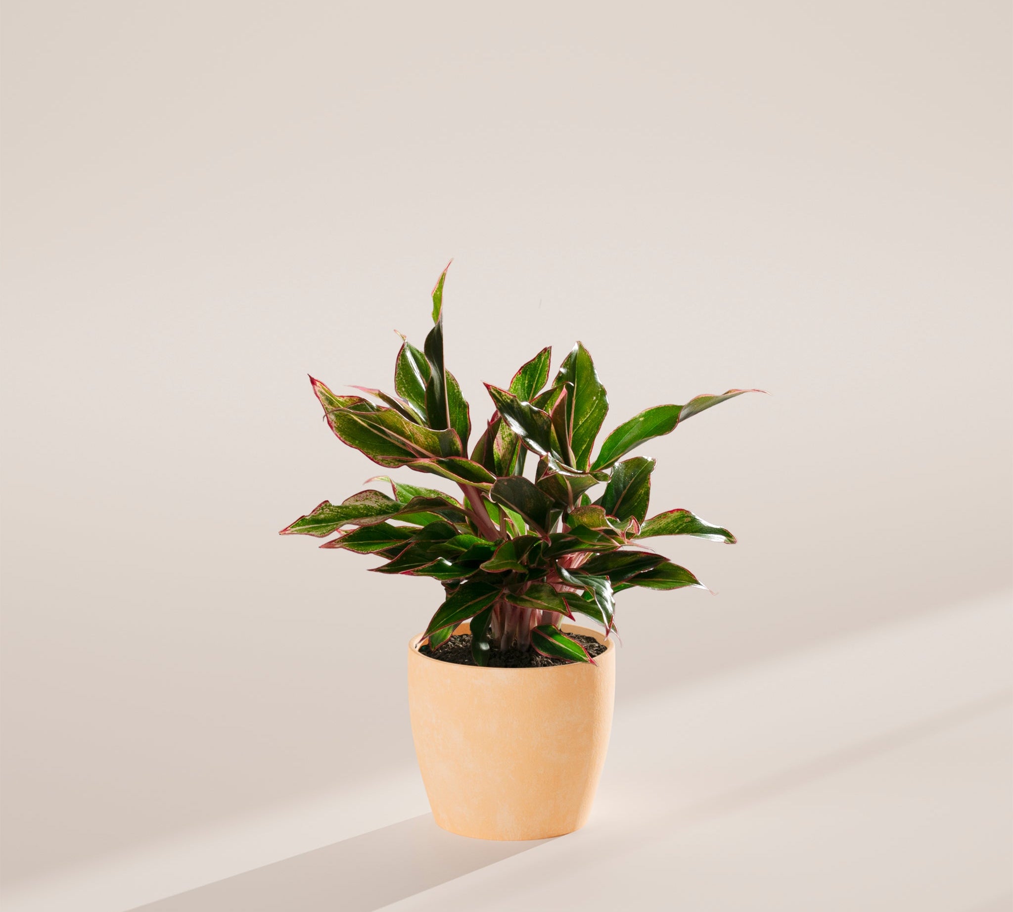 Aglaonema Red Siam - Indoor Plants - PB_ARS_ECO_MA_6IN1 - Varnish + Vine - 22