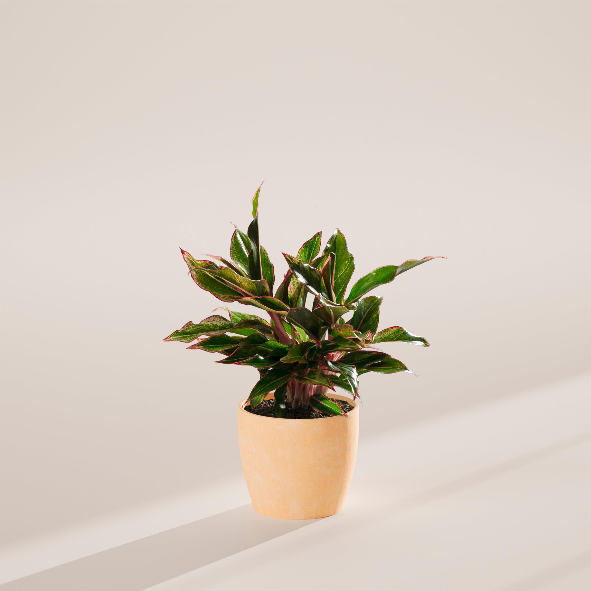 Aglaonema Red Siam - Indoor Plants - PB_ARS_ECO_MA_6IN1 - Varnish + Vine - 22