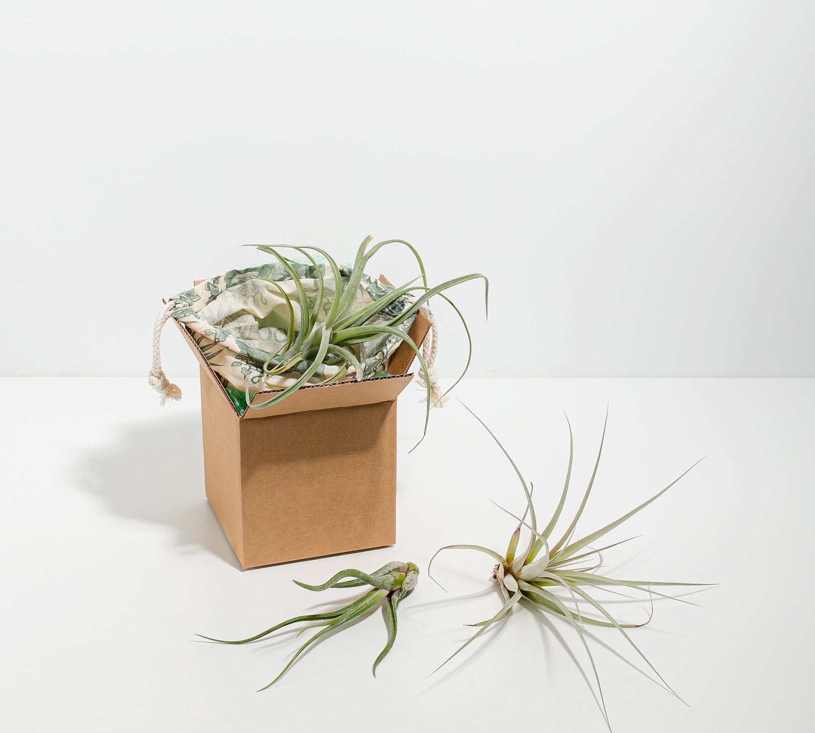 Air Plant Grab Bag - Bundle - pl_air_plant_suprise_3 - Varnish + Vine - 1