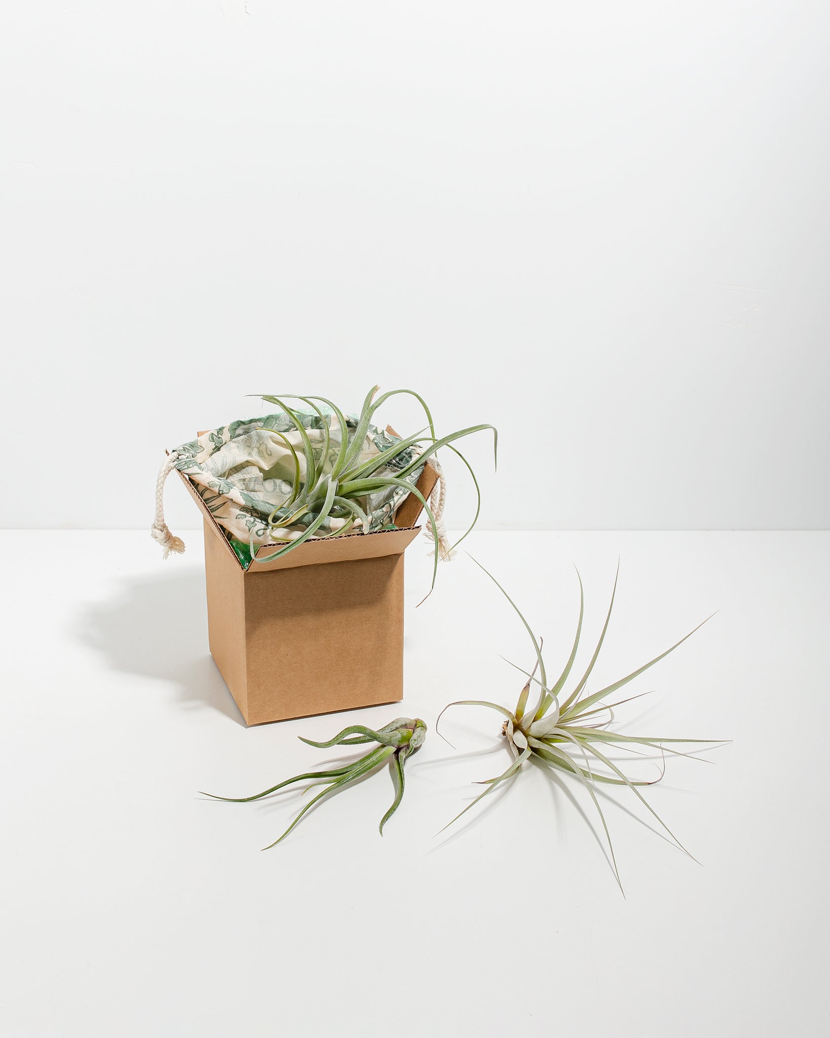 Air Plant Grab Bag - Bundle - pl_air_plant_suprise_3 - Varnish + Vine - 1