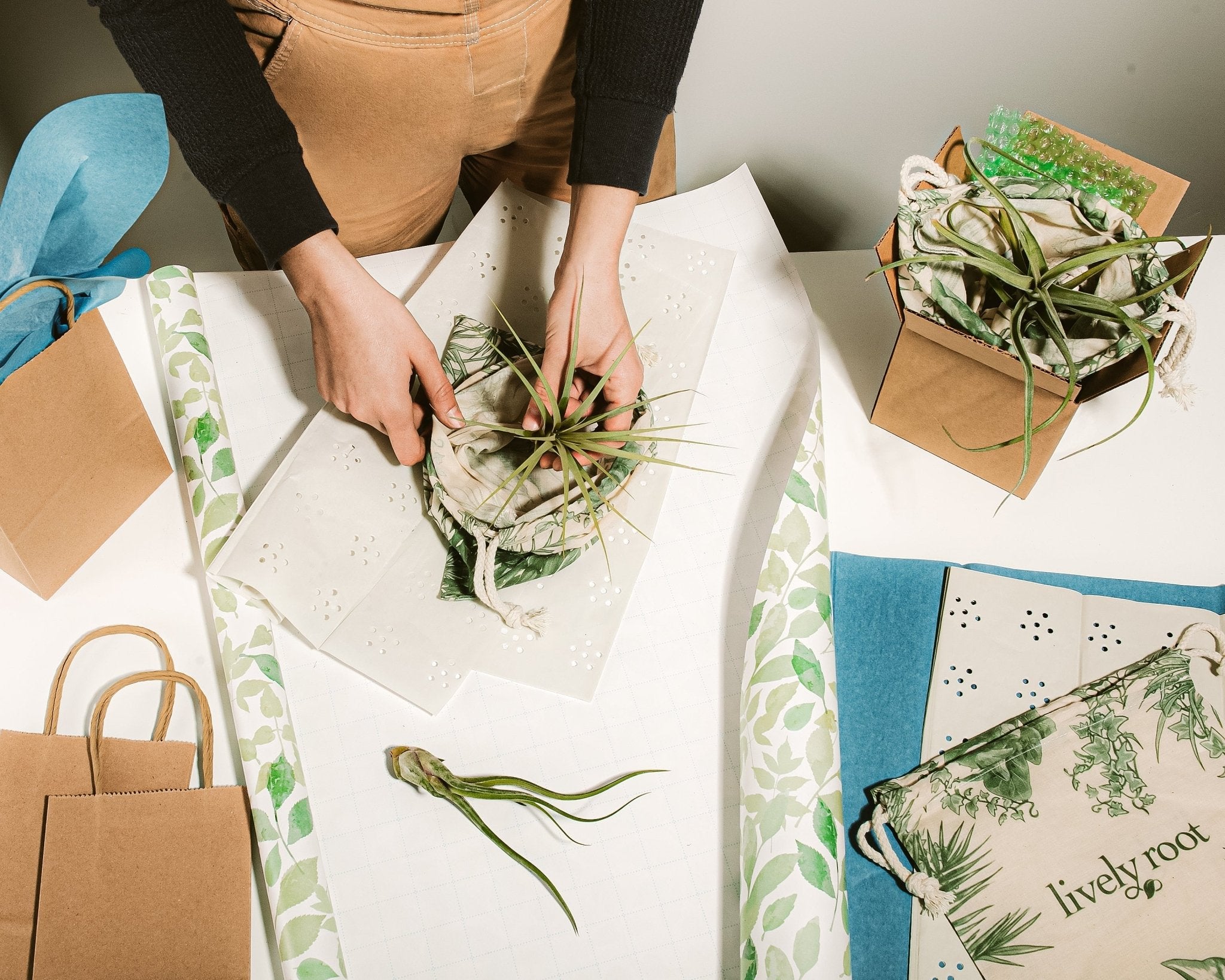 Air Plant Grab Bag - Bundle - pl_air_plant_suprise_3 - Varnish + Vine - 2