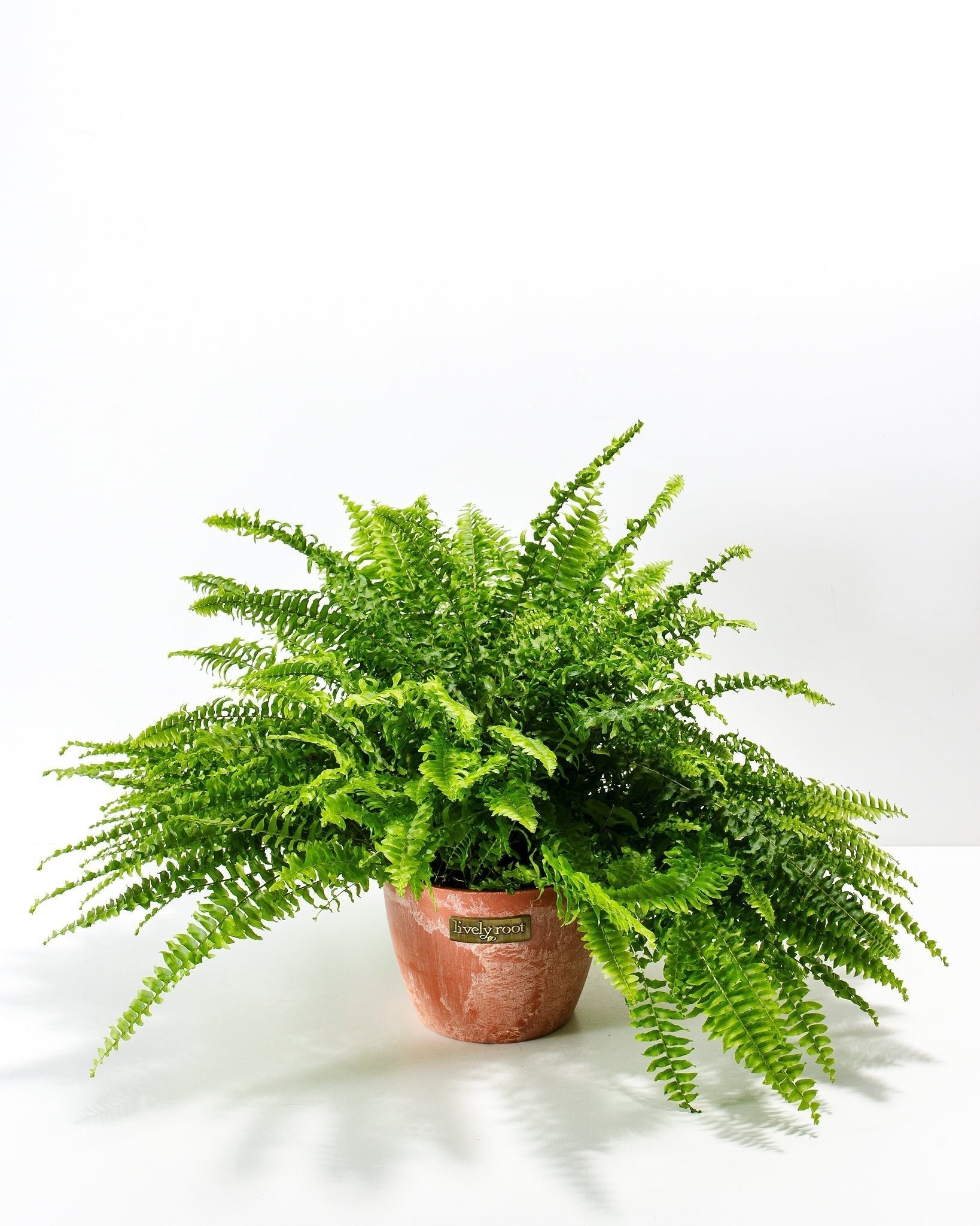 Boston Fern Plant - Indoor Plants - PB_BFP_ECO_CH_6IN1 - Varnish + Vine - 15