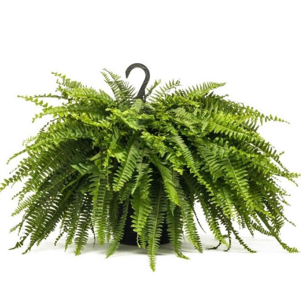 Boston Fern Plant - Indoor Plants - PL_BFP_10IN1 - Varnish + Vine - 3