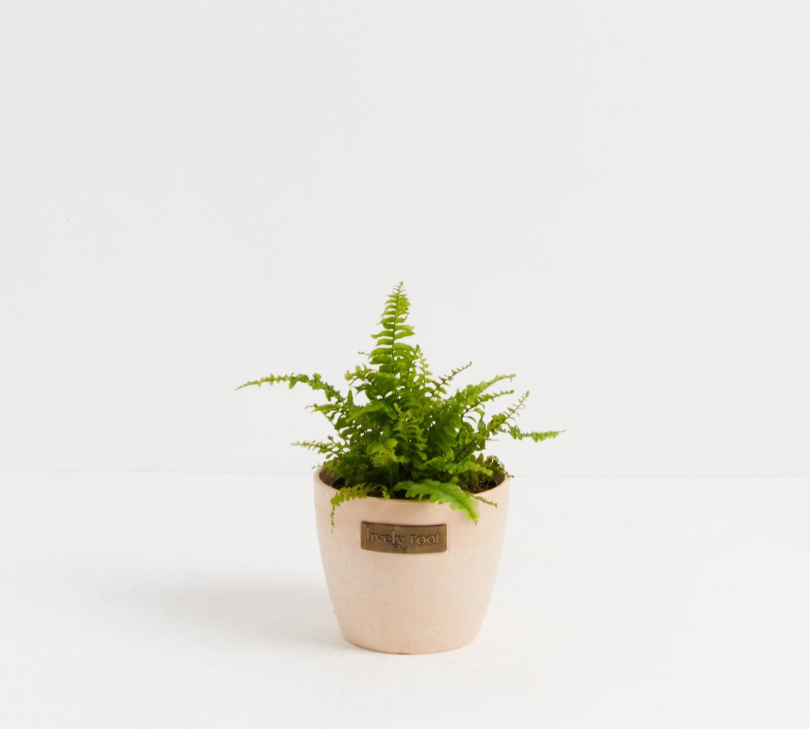 Boston Fern Plant - Indoor Plants - PB_BFP_ECO_MA_4IN1 - Varnish + Vine - 12