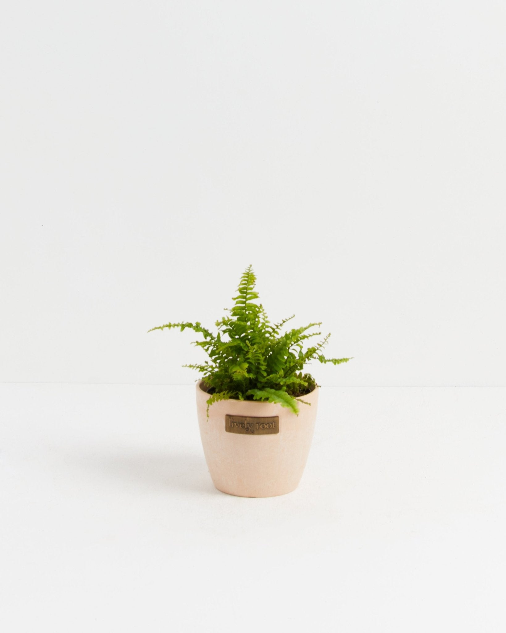Boston Fern Plant - Indoor Plants - PB_BFP_ECO_MA_4IN1 - Varnish + Vine - 12