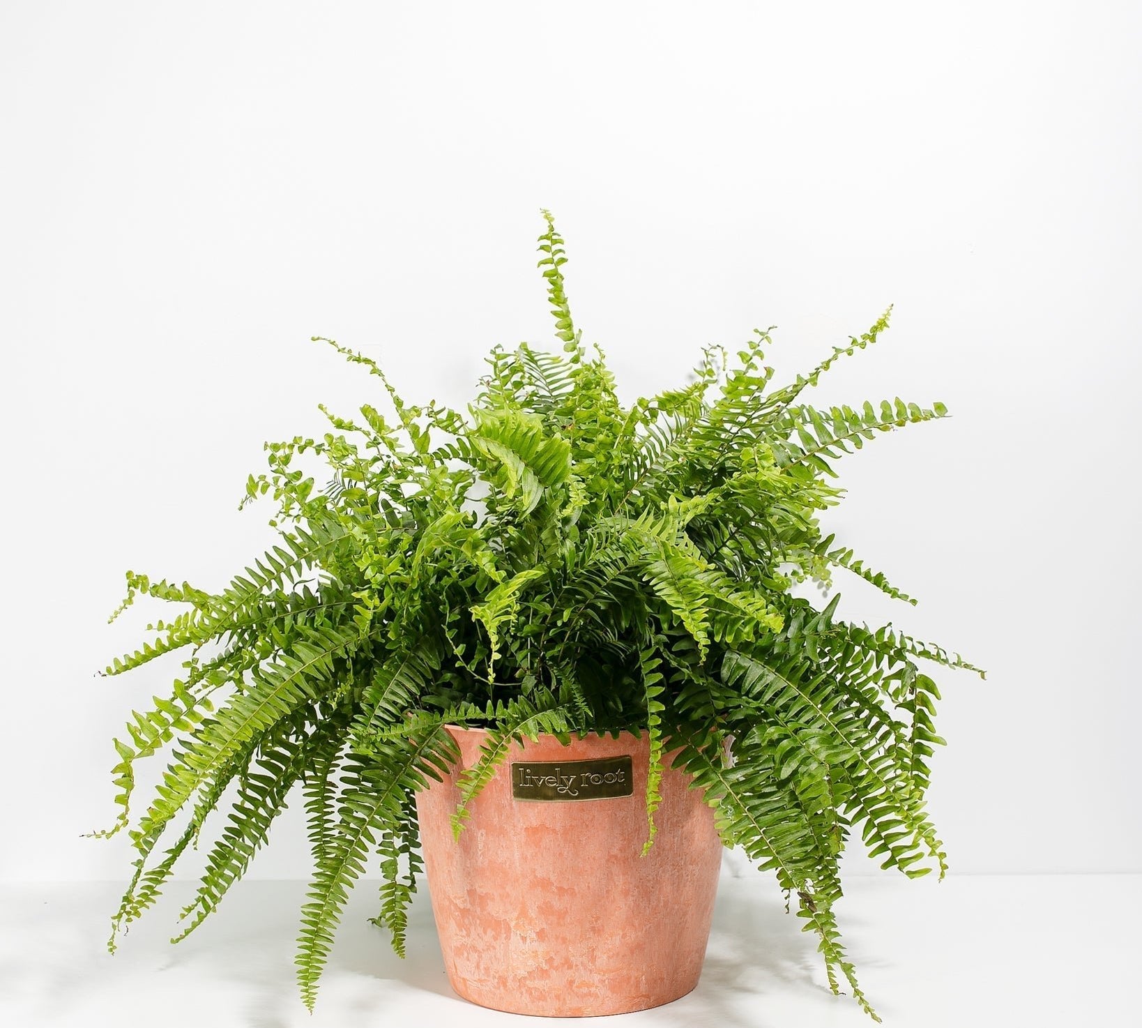 Boston Fern Plant - Indoor Plants - PB_BFP_ECO_CH_10IN1 - Varnish + Vine - 19