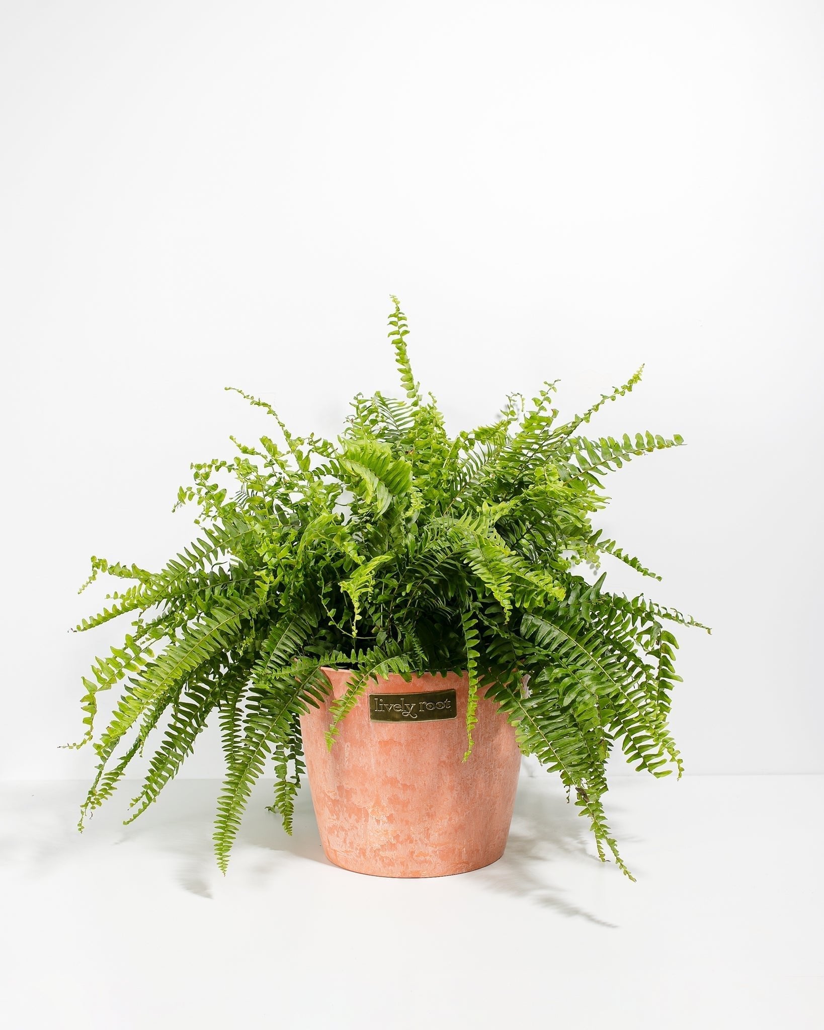 Boston Fern Plant - Indoor Plants - PB_BFP_ECO_CH_10IN1 - Varnish + Vine - 19