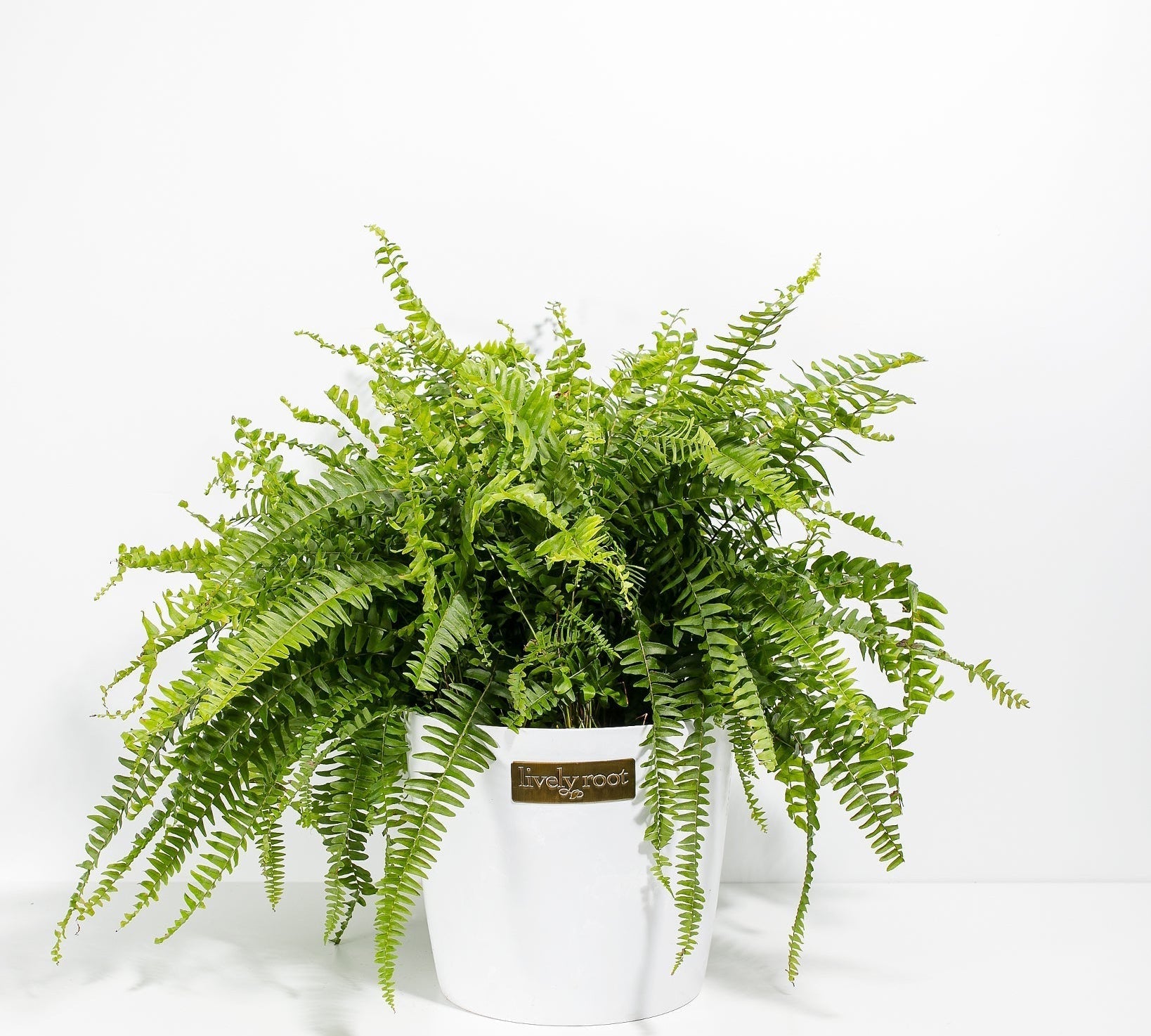 Boston Fern Plant - Indoor Plants - PB_BFP_ECO_CO_10IN1 - Varnish + Vine - 17