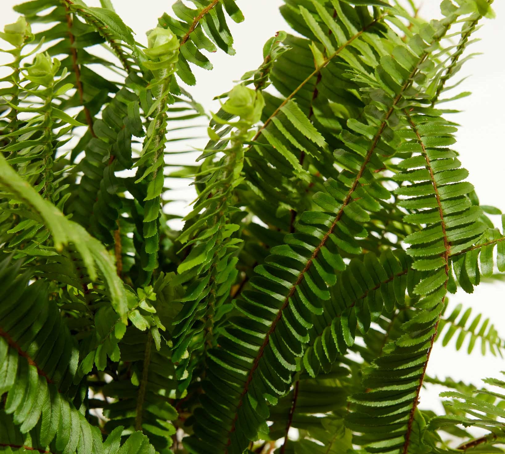 Boston Fern Plant - Indoor Plants - PL_BFP_10IN1 - Varnish + Vine - 1