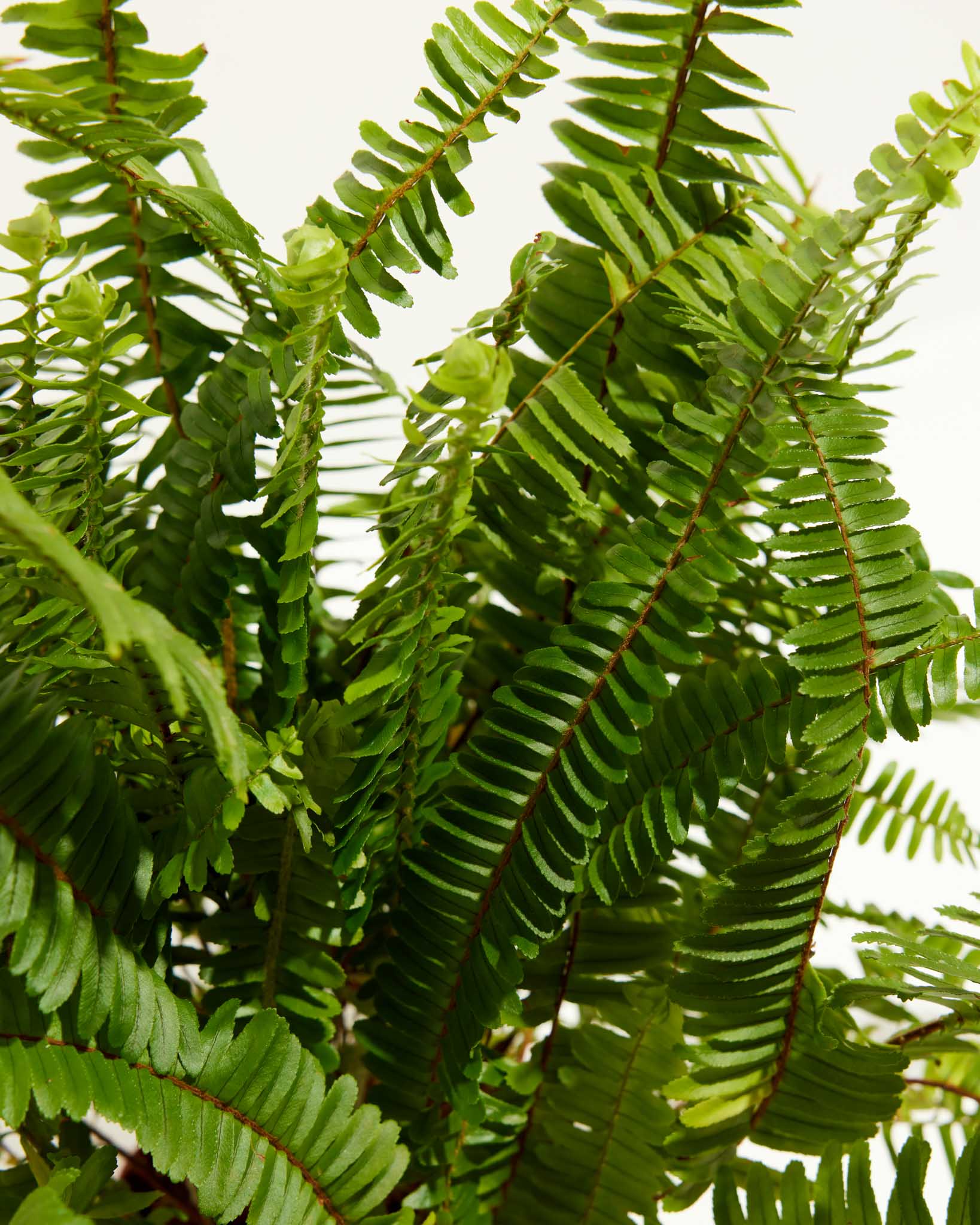 Boston Fern Plant - Indoor Plants - PL_BFP_10IN1 - Varnish + Vine - 1