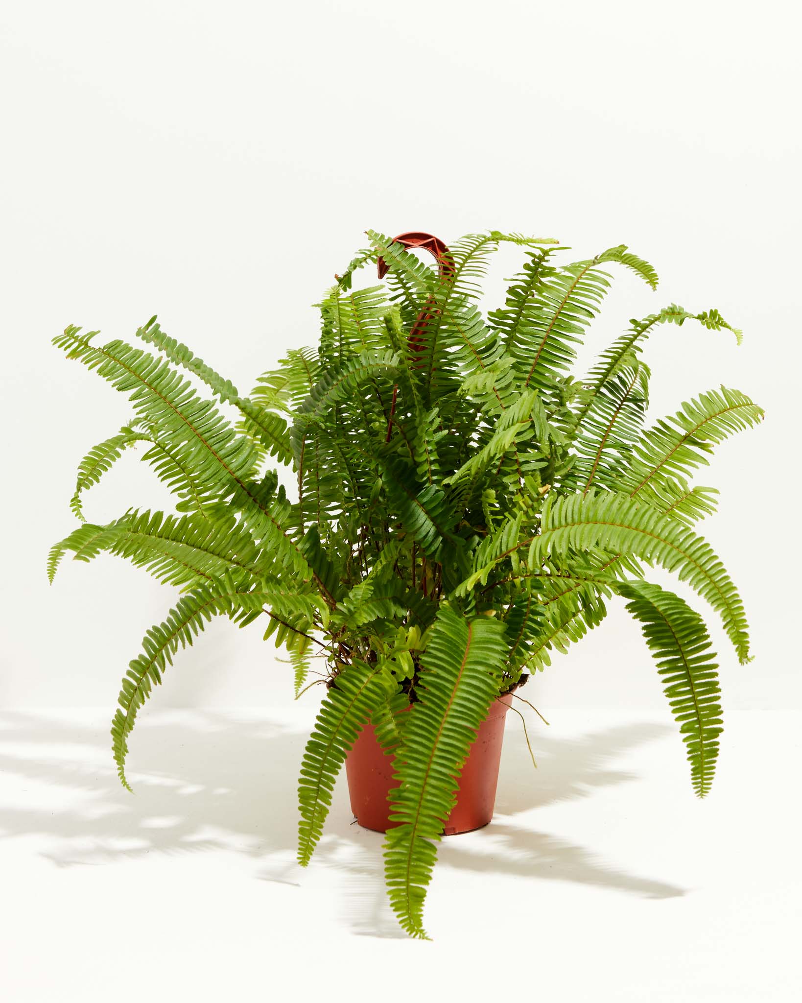 Boston Fern Plant - Indoor Plants - PL_BFP_4IN1 - Varnish + Vine - 7