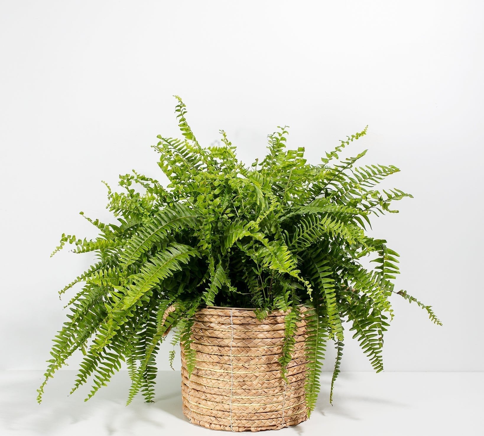 Boston Fern Plant - Indoor Plants - PB_BFP_BAS_LI_10IN1 - Varnish + Vine - 22