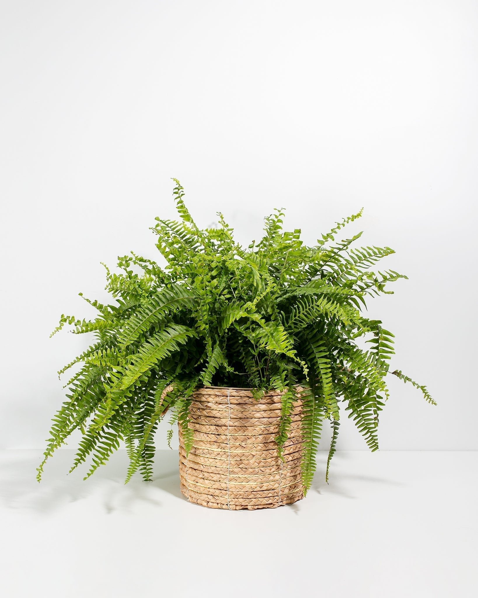 Boston Fern Plant - Indoor Plants - PB_BFP_BAS_LI_10IN1 - Varnish + Vine - 22