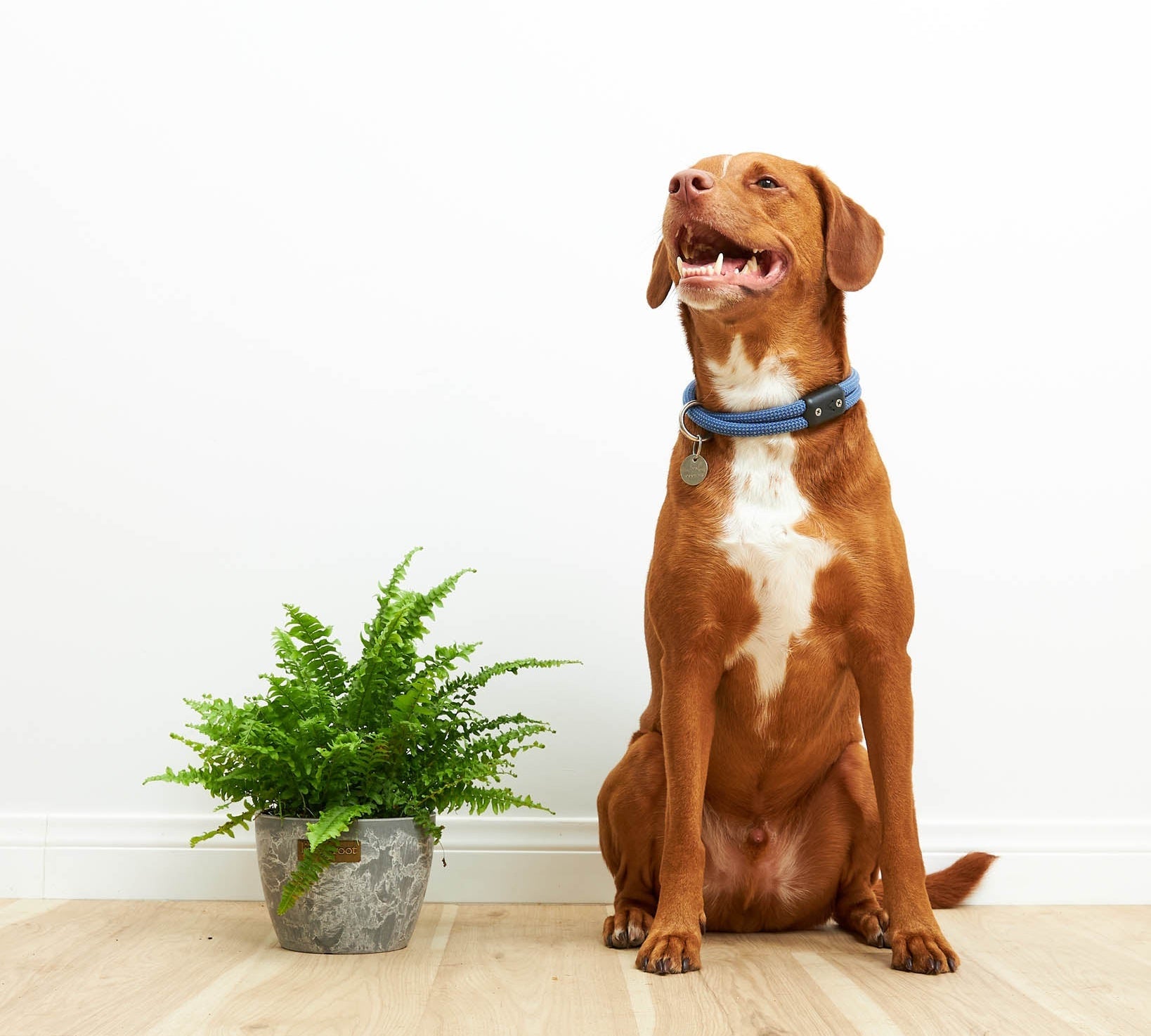 Boston Fern Plant - Indoor Plants - PL_BFP_10IN1 - Varnish + Vine - 2