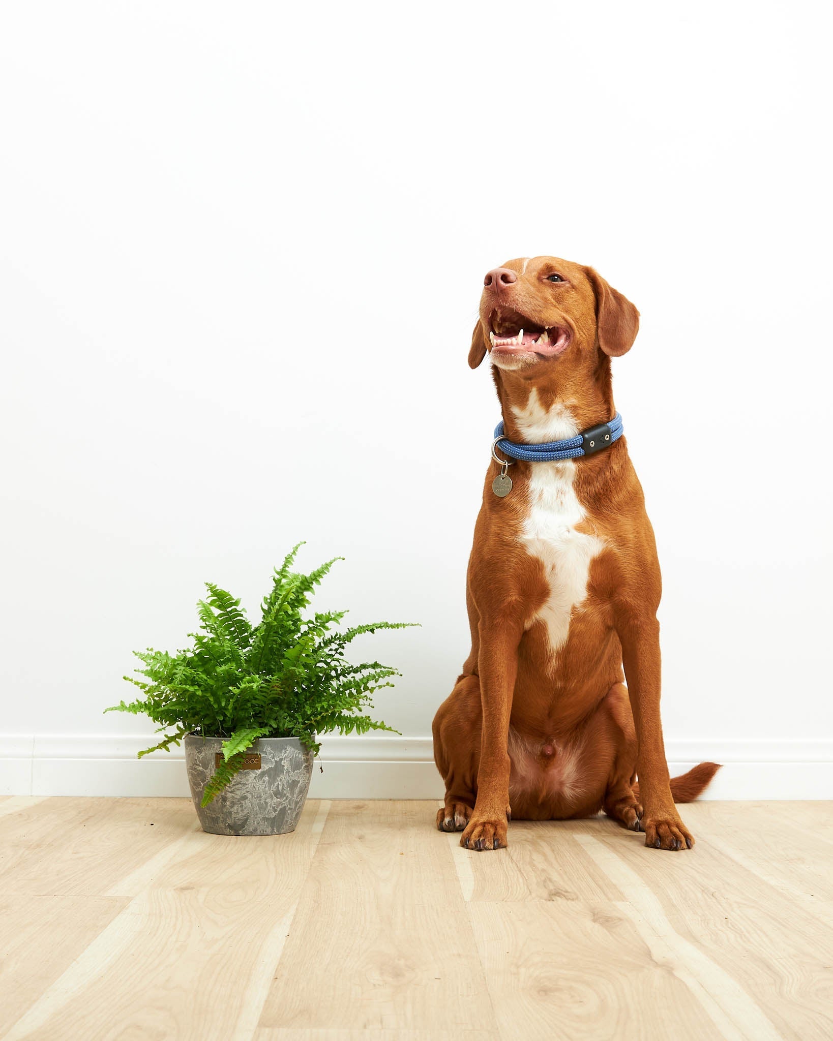 Boston Fern Plant - Indoor Plants - PL_BFP_10IN1 - Varnish + Vine - 2