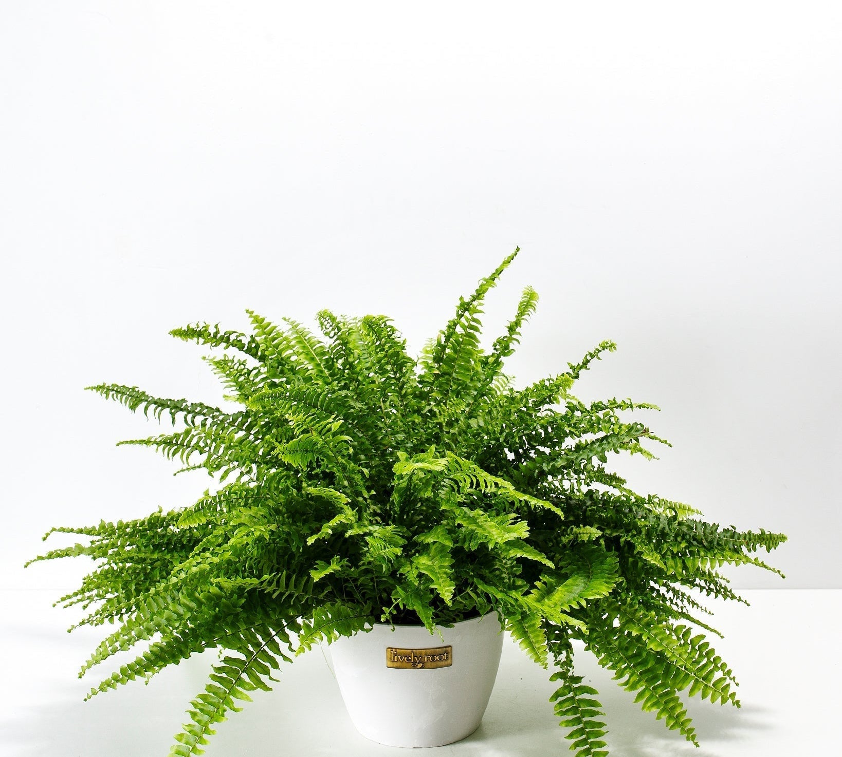 Boston Fern Plant - Indoor Plants - PB_BFP_ECO_CO_6IN1 - Varnish + Vine - 13
