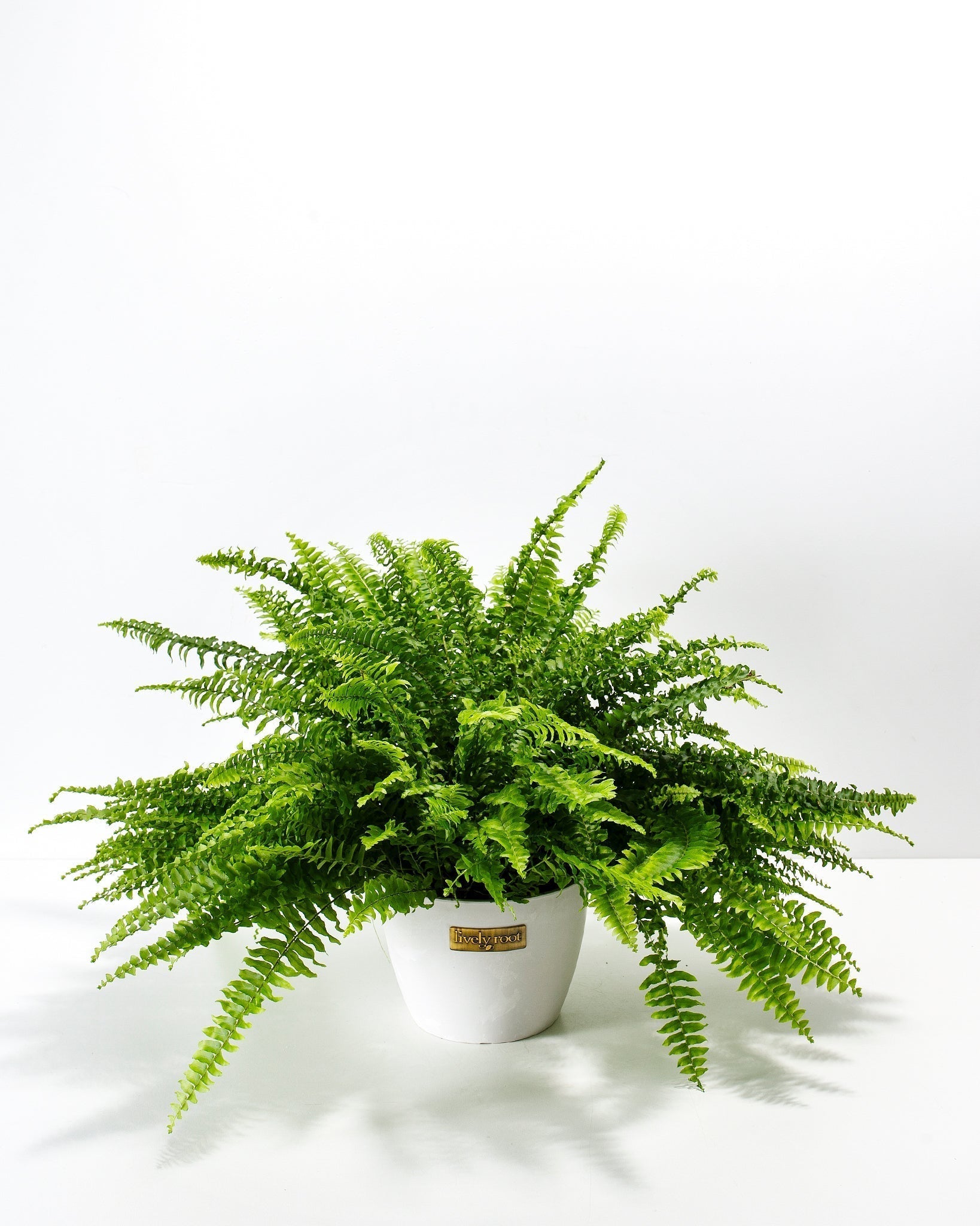 Boston Fern Plant - Indoor Plants - PB_BFP_ECO_CO_6IN1 - Varnish + Vine - 13
